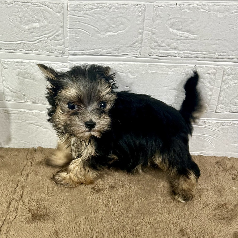 兵庫県のマルキー/マルヨーキー(マルチーズ×ヨークシャーテリア) (犬の家＆猫の里ニッケパークタウン加古川店/2025年10月4日生まれ/女の子/スチールブルータン)の子犬の3枚目の画像