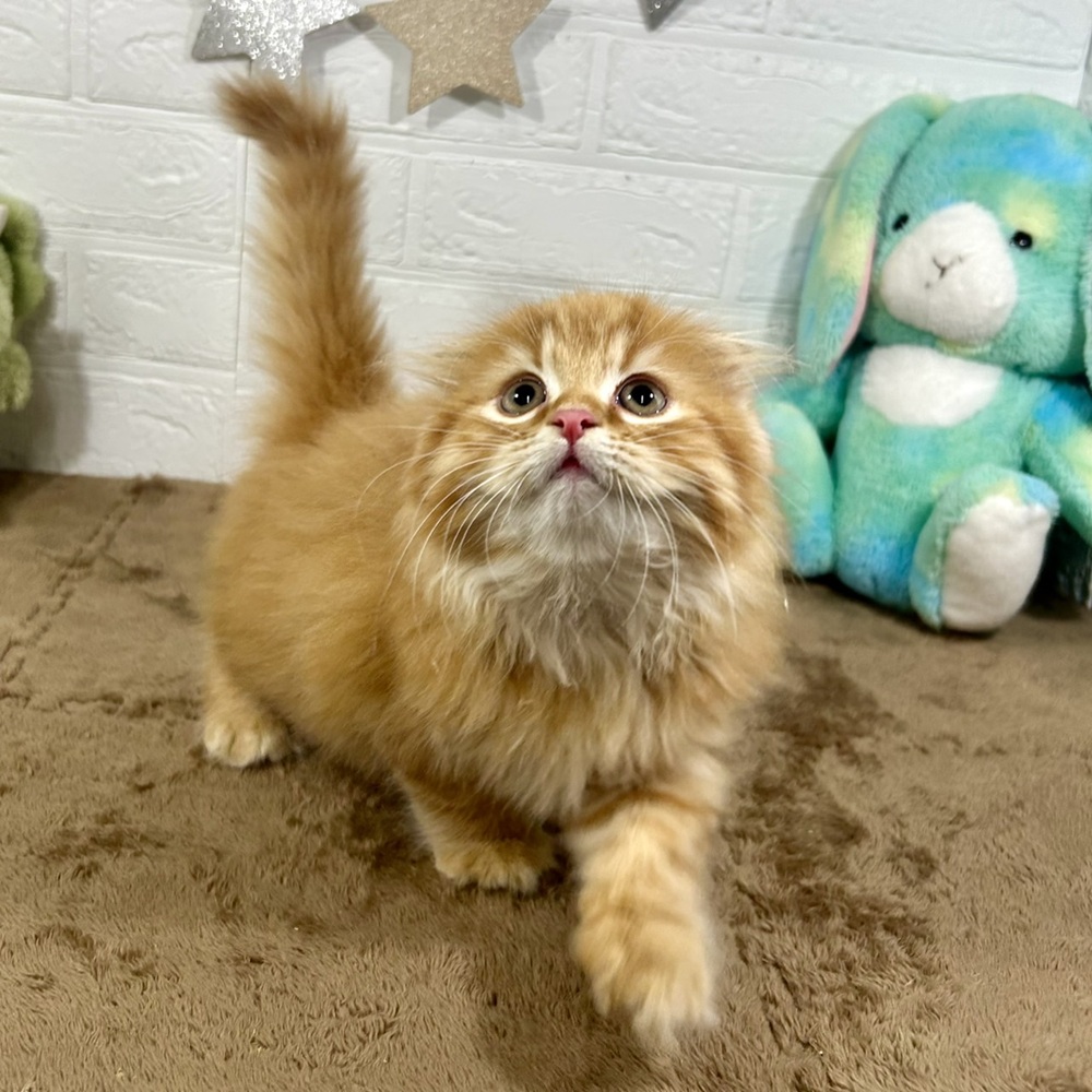 兵庫県のスコティッシュフォールド (犬の家＆猫の里ニッケパークタウン加古川店/2025年10月4日生まれ/男の子/レッドタビー)の子猫の3枚目の画像