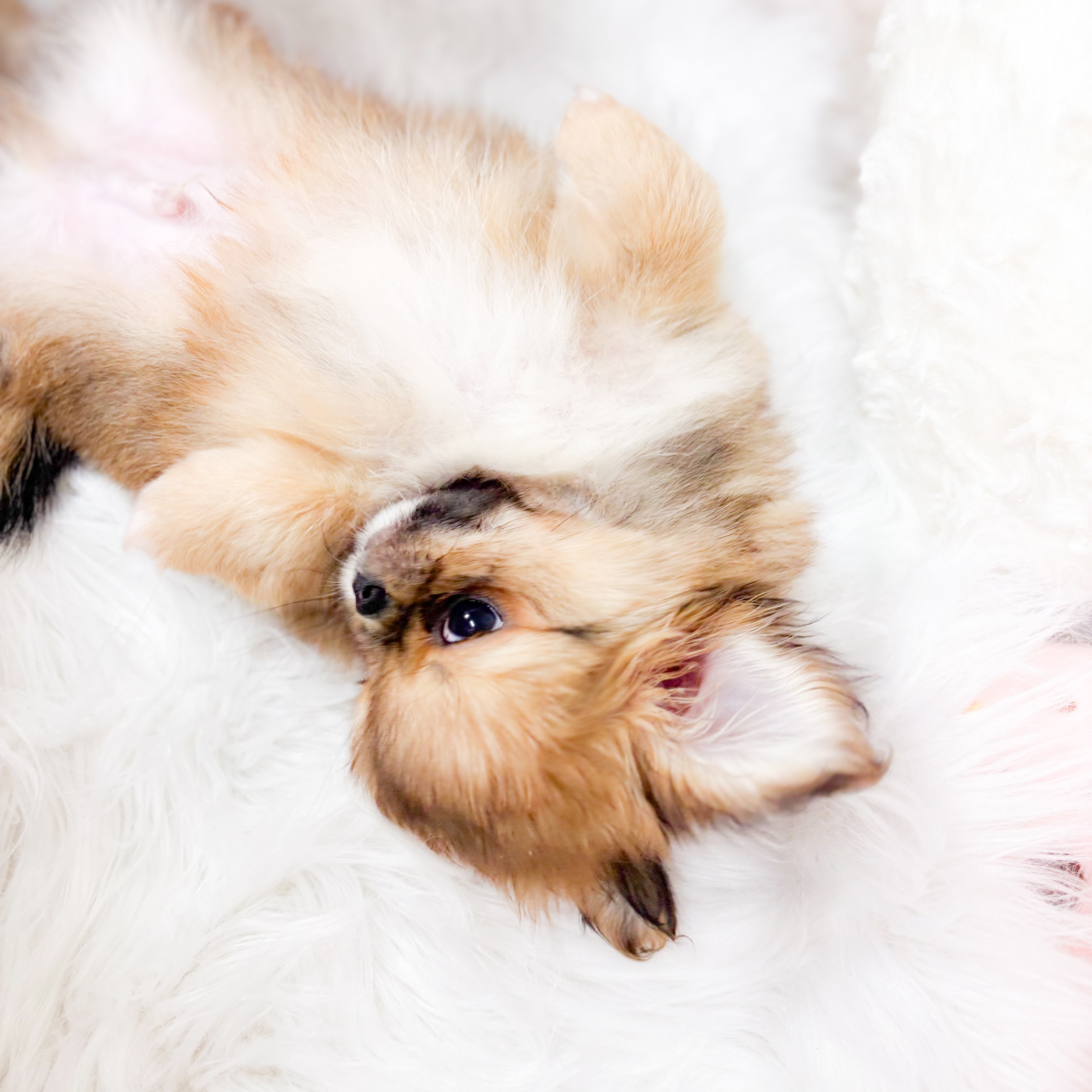 神奈川県のチワペキ/ペキチー/ペキチワ(チワワ×ペキニーズ) (犬の家＆猫の里元住吉ブレーメン通り店/2025年10月31日生まれ/男の子/フォーン)の子犬の3枚目の画像