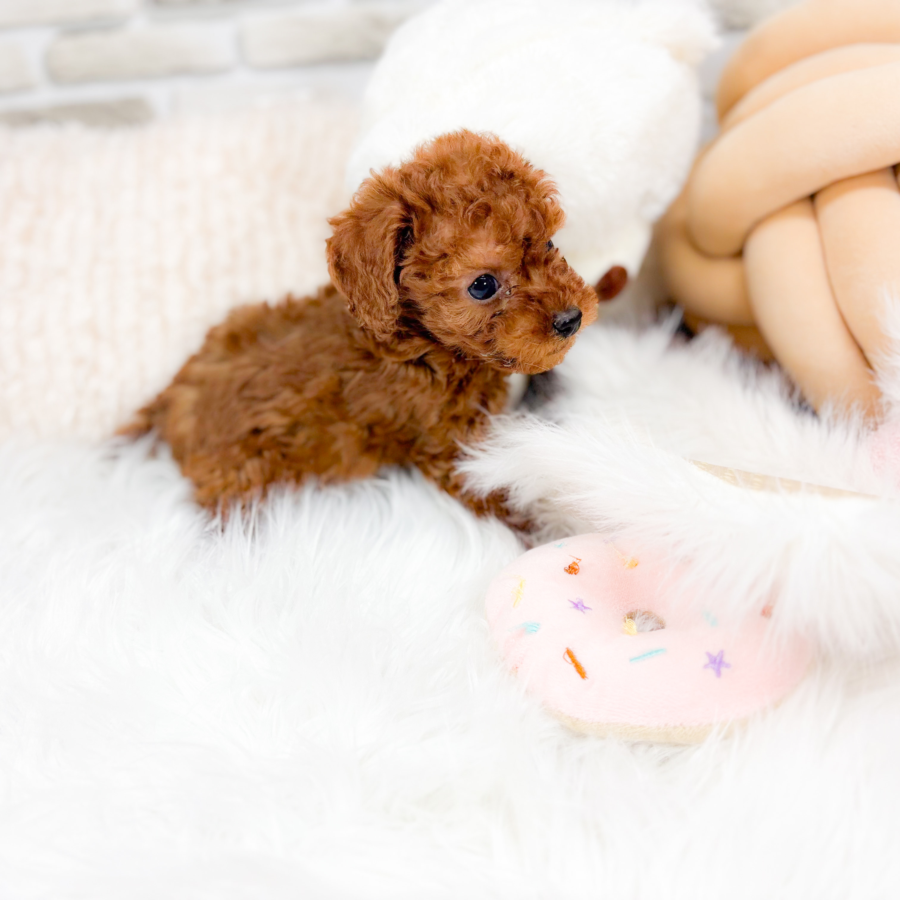 神奈川県のトイプードル(トイ) (犬の家＆猫の里元住吉ブレーメン通り店/2025年11月7日生まれ/女の子/レッド)の子犬の3枚目の画像