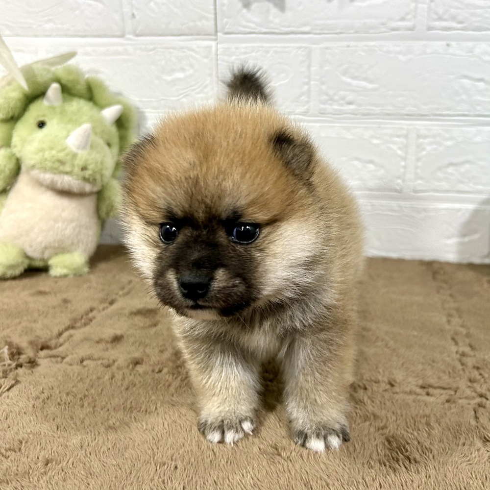 兵庫県のポメ柴/豆ポメ/ポメ豆柴(ポメラニアン×柴犬) (犬の家＆猫の里ニッケパークタウン加古川店/2025年10月3日生まれ/男の子/赤)の子犬の3枚目の画像