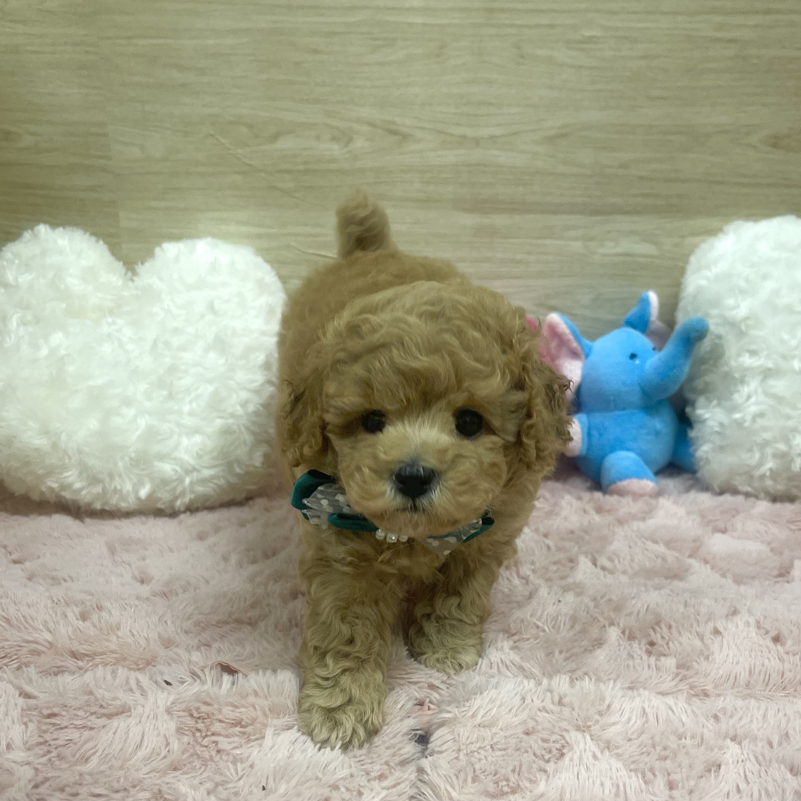 大阪府のトイプードル(トイ) (犬の家＆猫の里そよら東岸和田店/2025年6月21日生まれ/男の子/アプリコット)の子犬の3枚目の画像