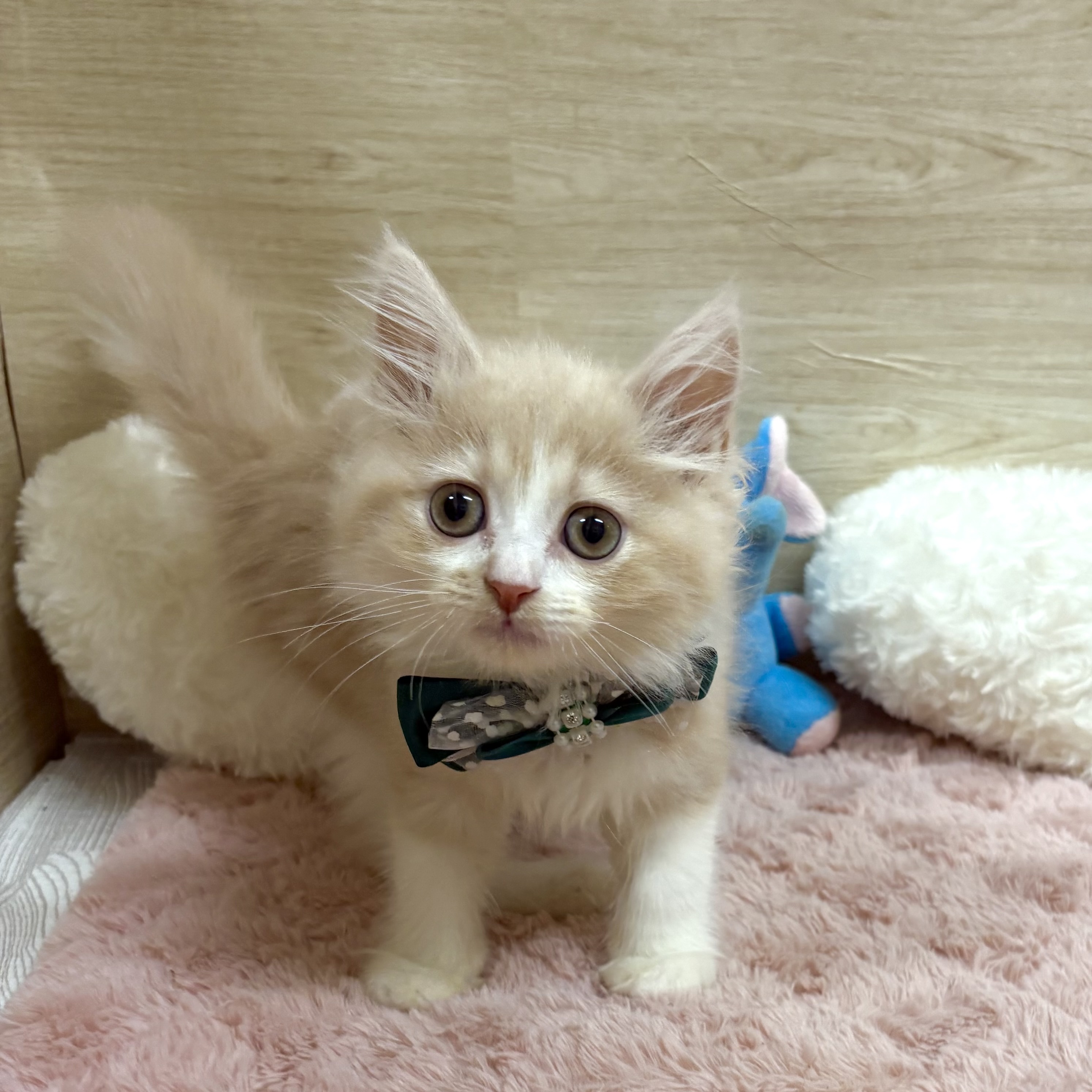 大阪府のスコティッシュフォールド (犬の家＆猫の里そよら東岸和田店/2025年5月29日生まれ/男の子/クリームホワイト)の子猫の3枚目の画像
