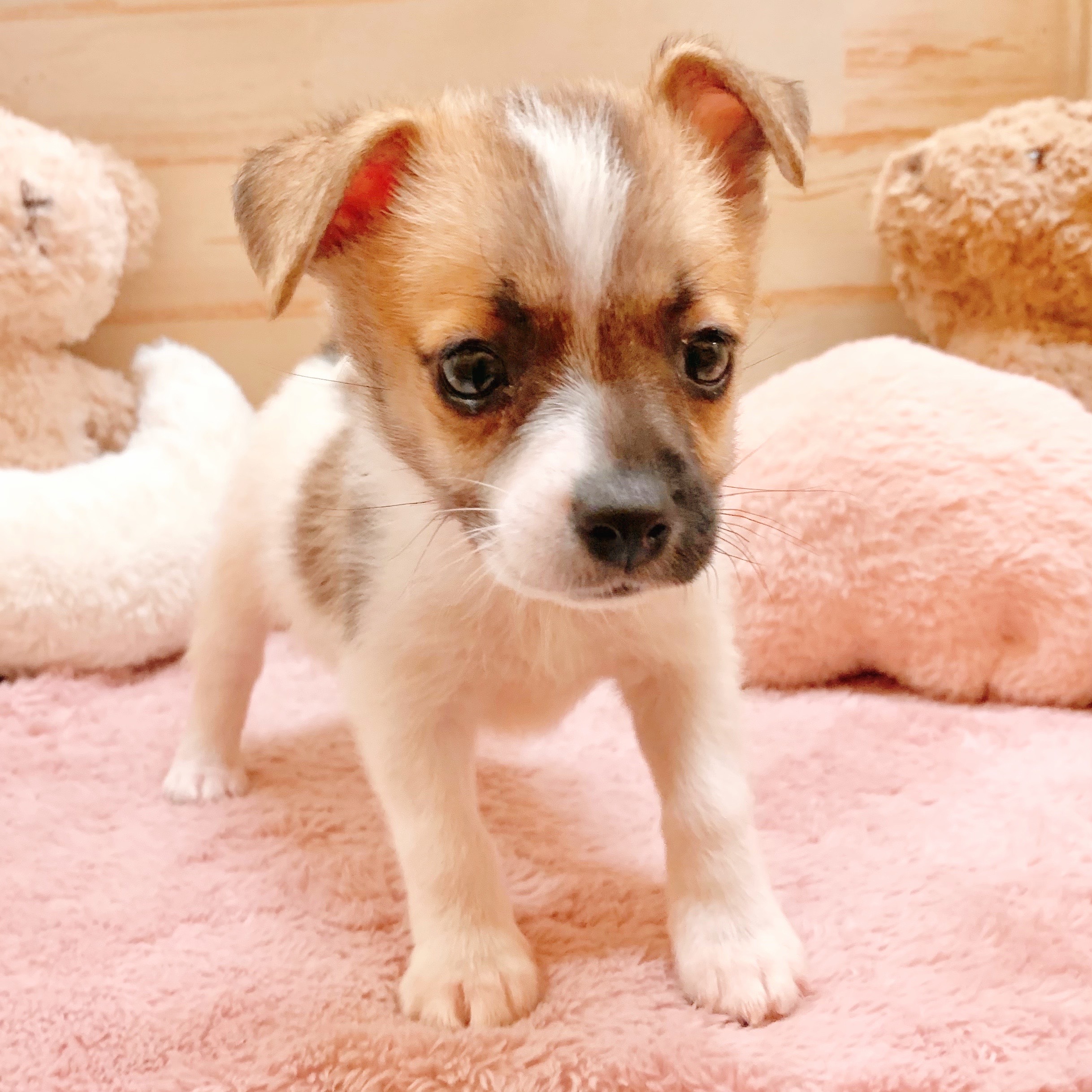 兵庫県のハーフ犬・ミックス犬 (犬の家＆猫の里神戸店/2025年8月8日生まれ/男の子/パーティーカラー)の子犬の3枚目の画像