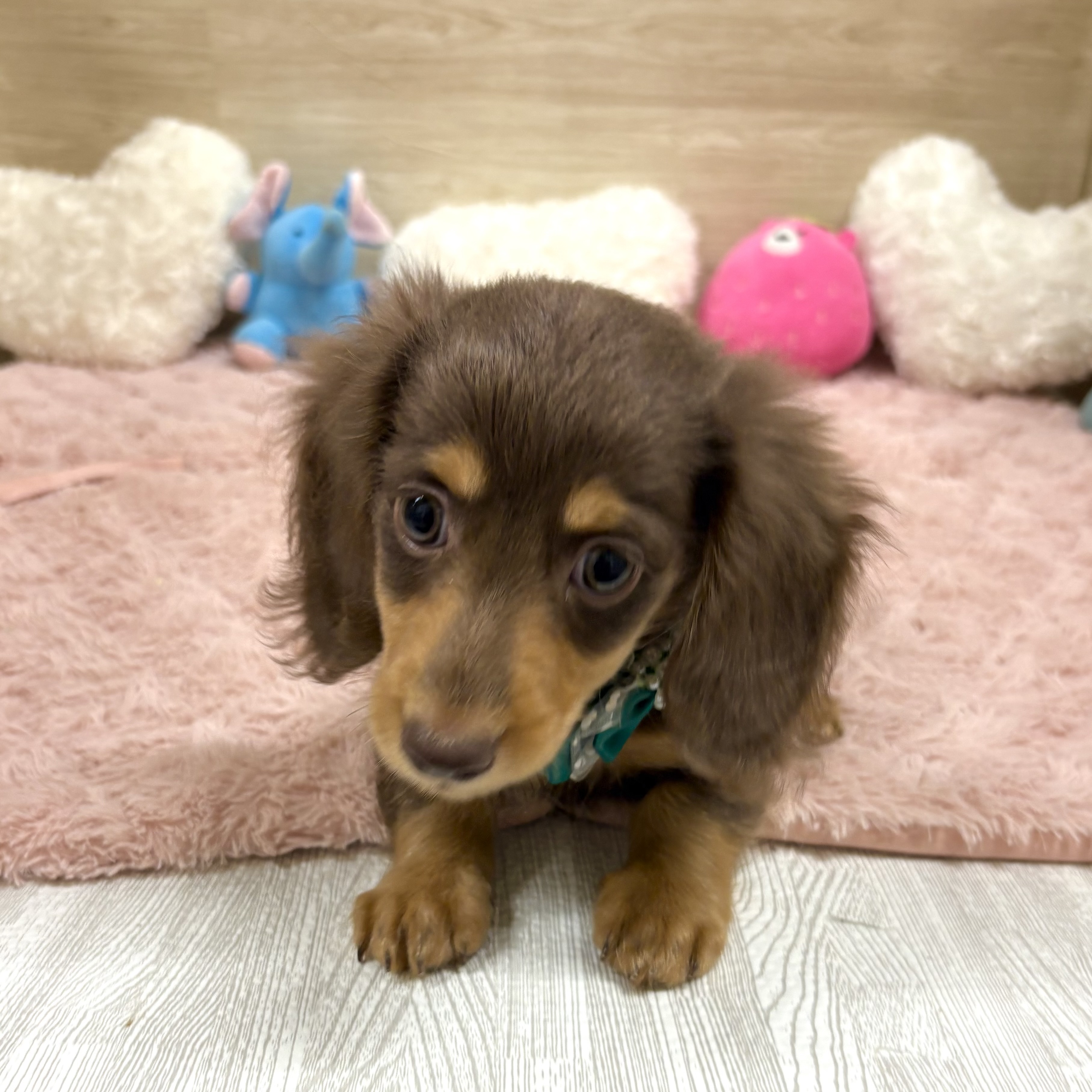 大阪府のミニチュアダックスフンド(ロング) (犬の家＆猫の里そよら東岸和田店/2025年5月30日生まれ/男の子/チョコレートタン)の子犬の3枚目の画像
