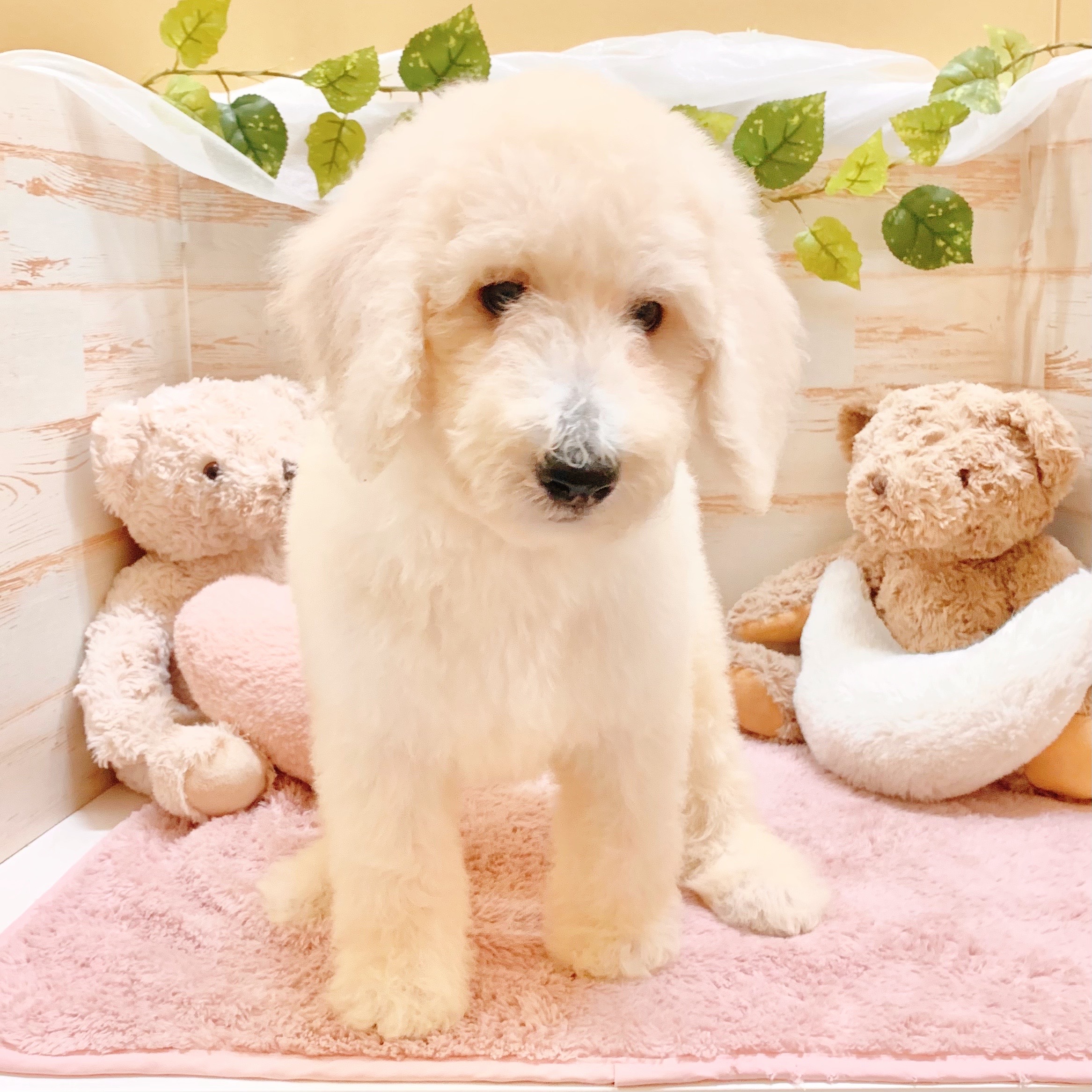 兵庫県のスタンダードプードル (犬の家＆猫の里神戸店/2025年8月8日生まれ/男の子/ホワイト)の子犬の3枚目の画像