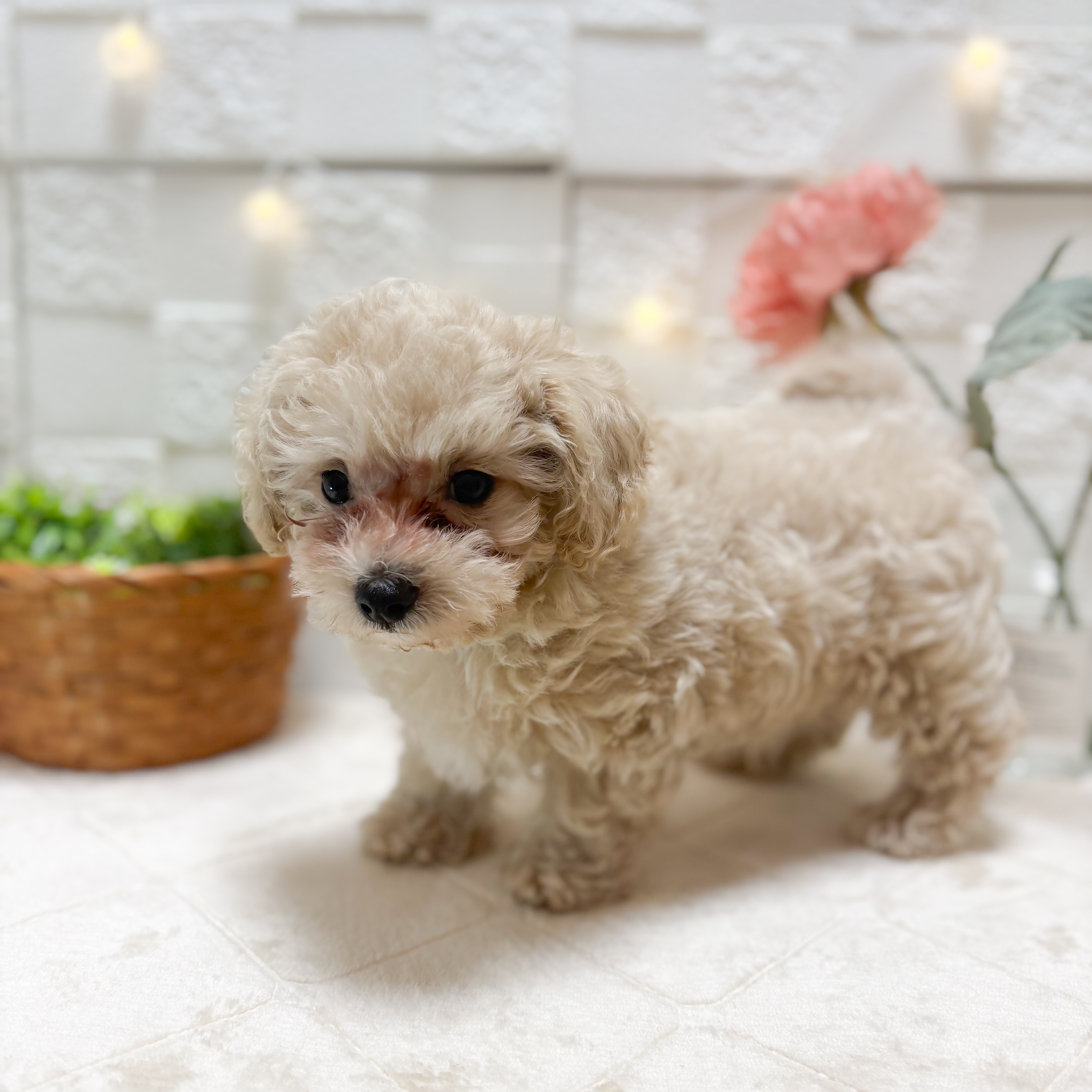 東京都のマルプー(マルチーズ×プードル) (犬の家＆猫の里ペットフォレスト小平店/2026年2月8日生まれ/男の子/クリーム)の子犬の3枚目の画像