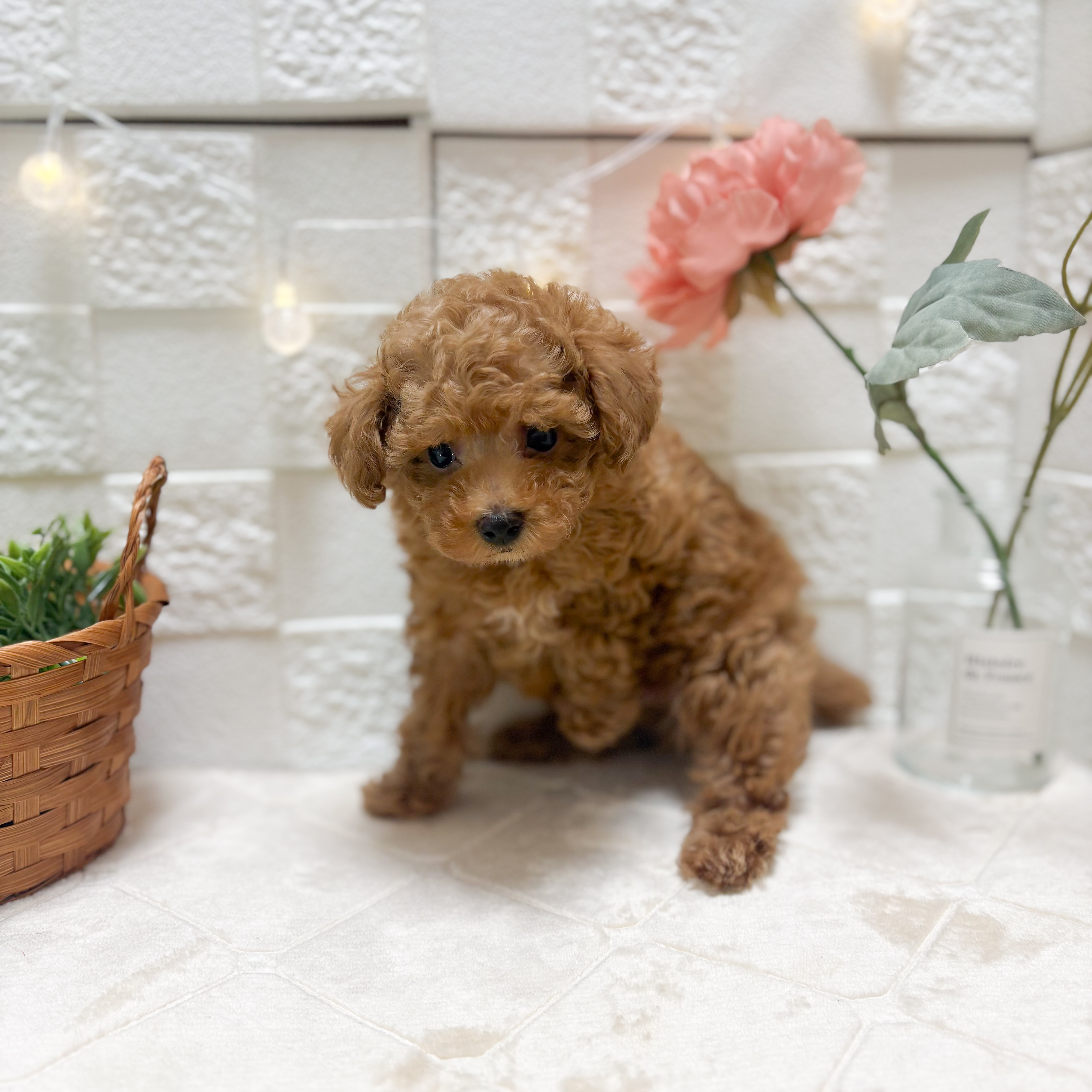 東京都のトイプードル(トイ) (犬の家＆猫の里ペットフォレスト小平店/2026年2月8日生まれ/男の子/レッド)の子犬の3枚目の画像