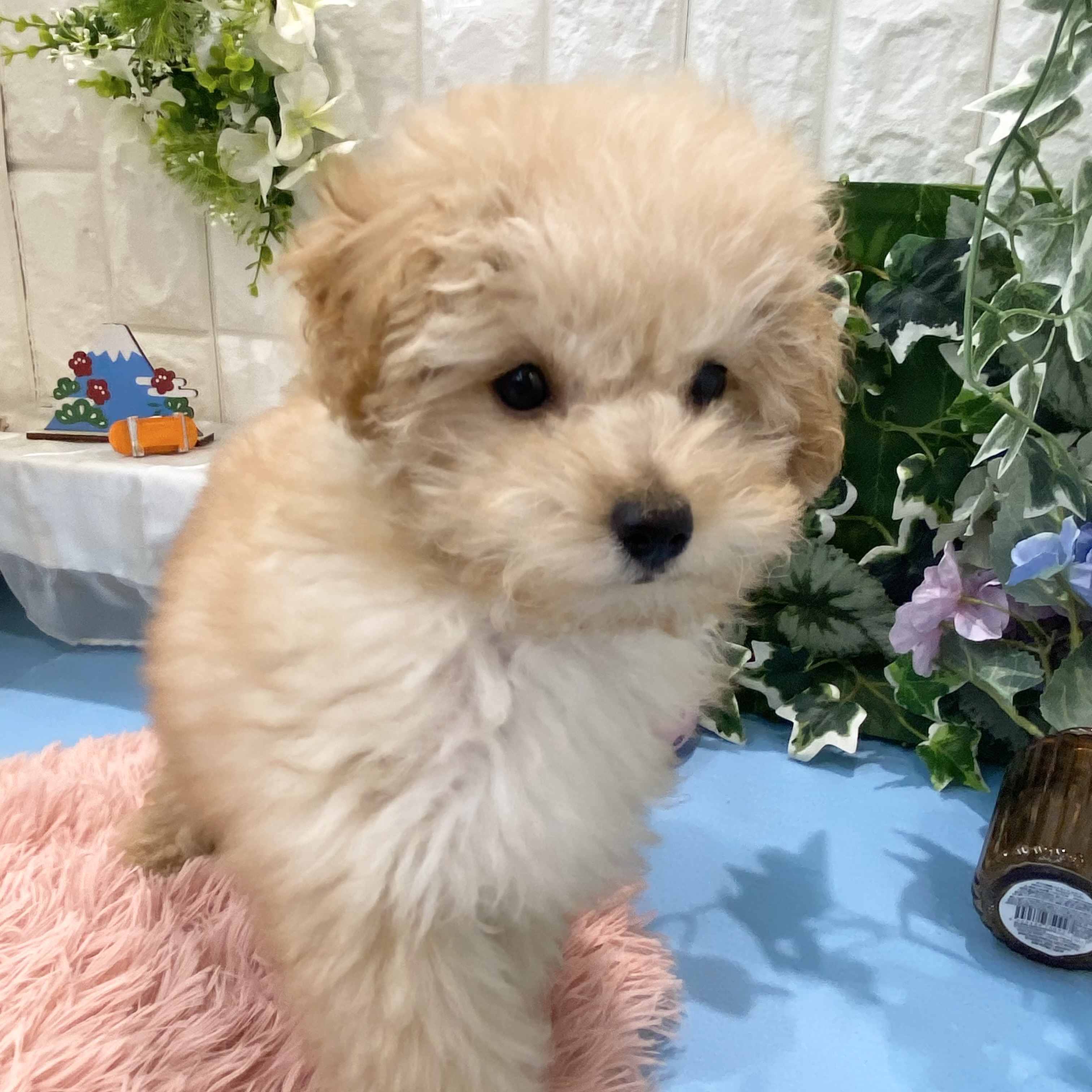 岡山県のトイプードル(タイニー) (犬の家＆猫の里倉敷店/2026年2月10日生まれ/男の子/アプリコット)の子犬の3枚目の画像