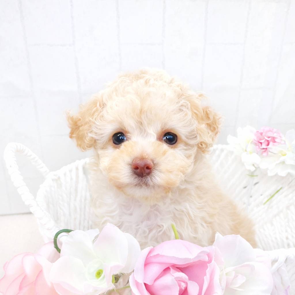 石川県のトイプードル(トイ) (犬の家＆猫の里アミーゴ金沢有松店/2025年11月10日生まれ/女の子/アプリコット)の子犬の1枚目の画像