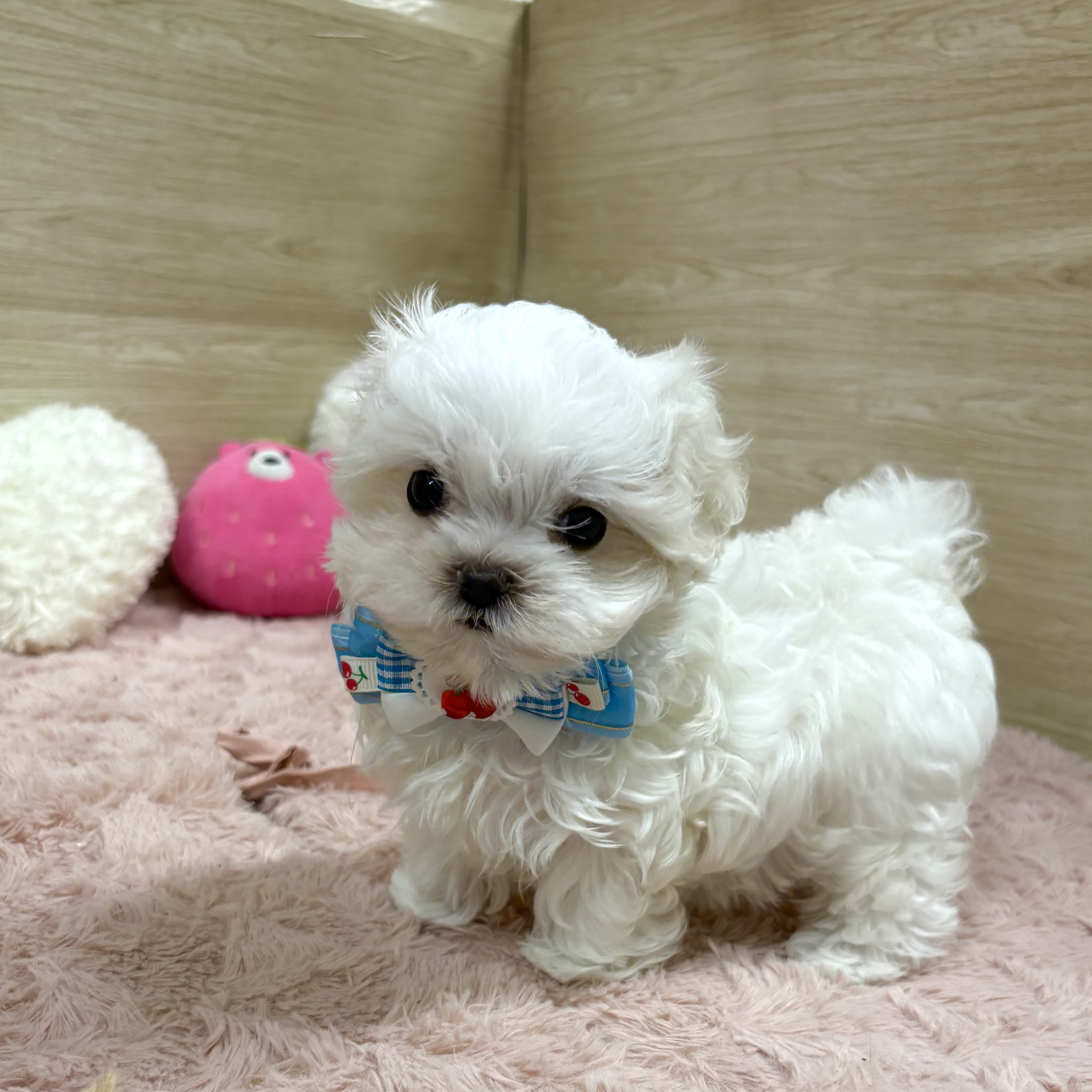 大阪府のマルチーズ (犬の家＆猫の里そよら東岸和田店/2025年6月7日生まれ/女の子/ホワイト)の子犬の3枚目の画像