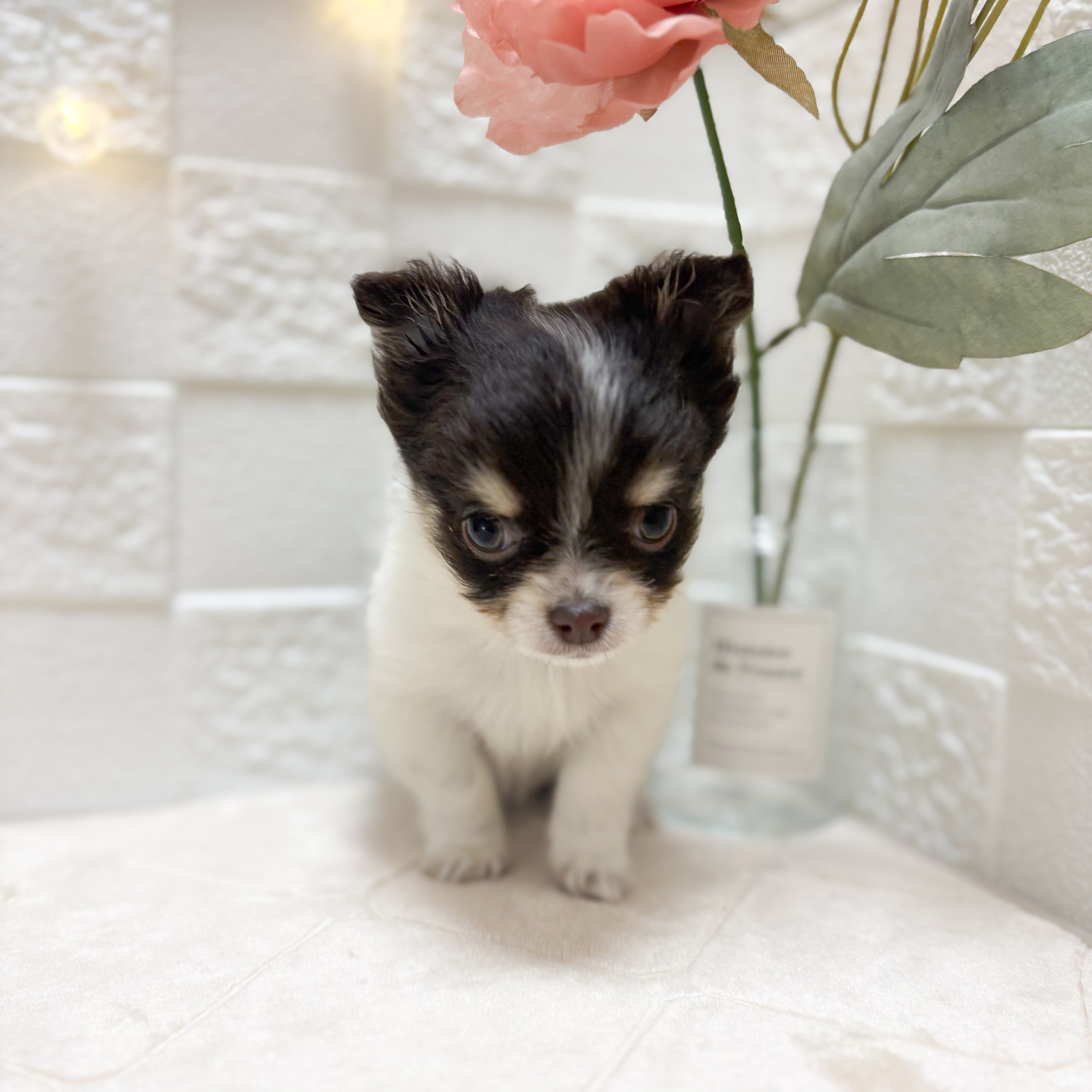 東京都のチワワ(ロング) (犬の家＆猫の里ペットフォレスト小平店/2026年2月10日生まれ/女の子/チョコレートタンホワイト)の子犬の3枚目の画像