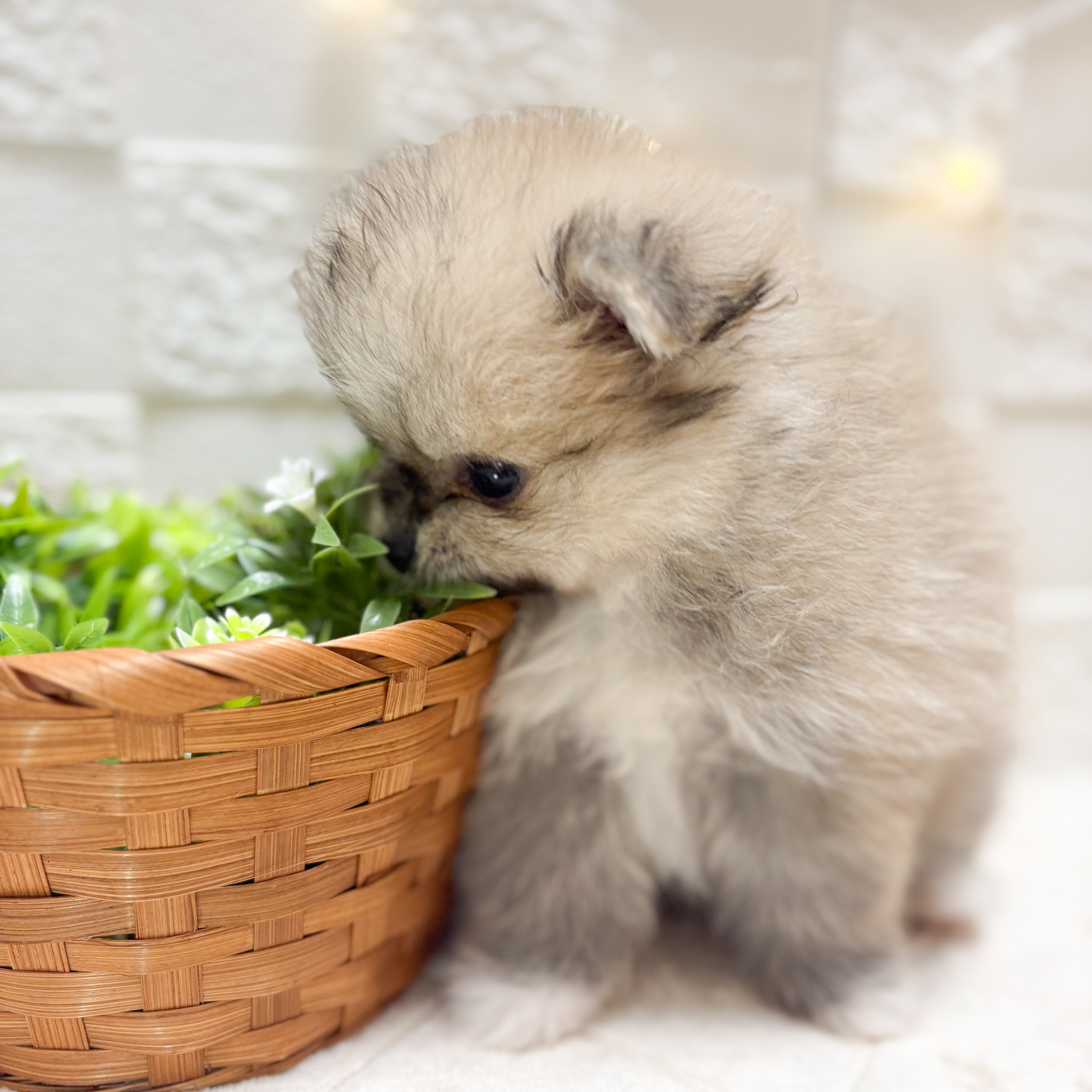 東京都のポメラニアン (犬の家＆猫の里ペットフォレスト小平店/2026年2月10日生まれ/女の子/ウルフセーブル)の子犬の3枚目の画像