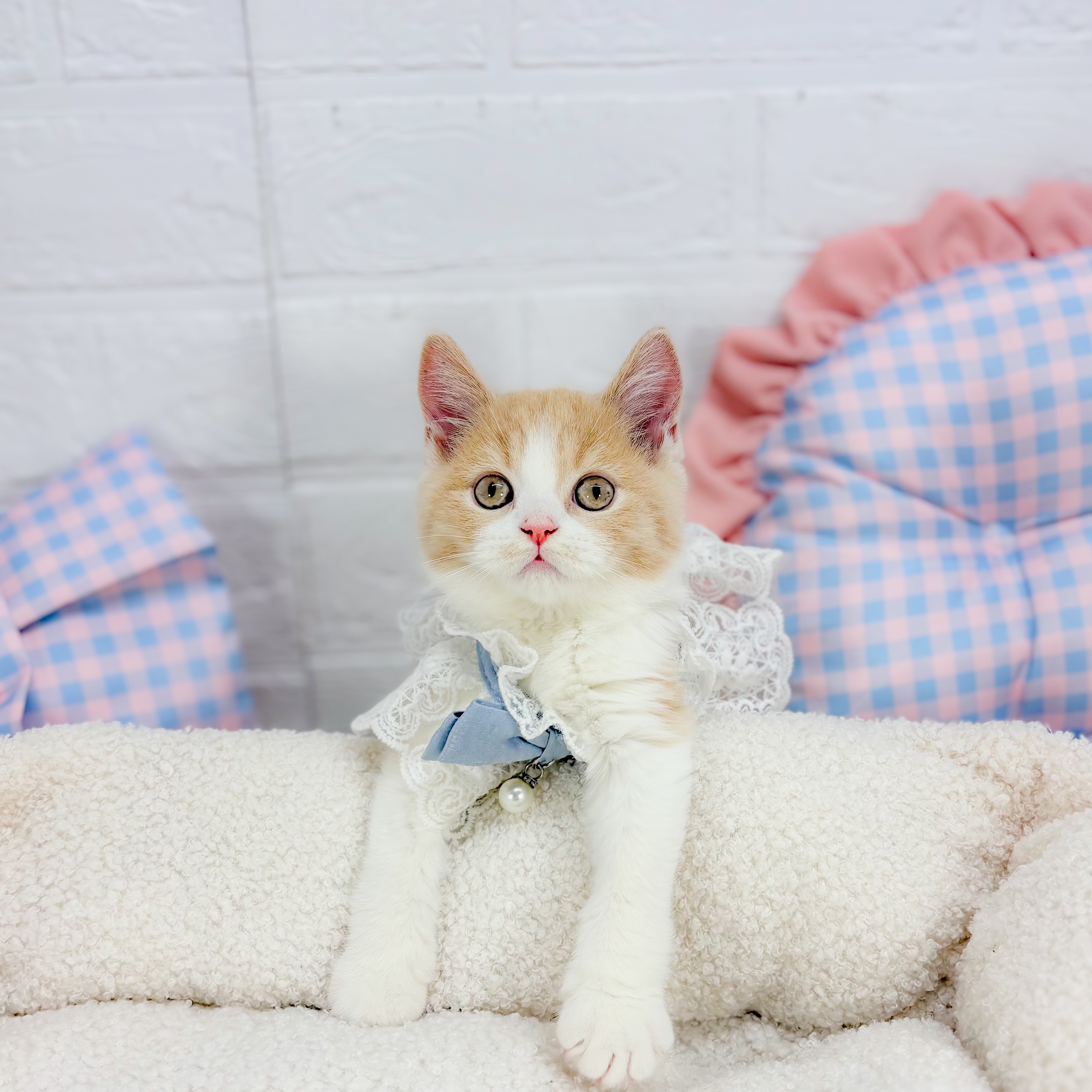 スコティッシュストレート男の子の写真