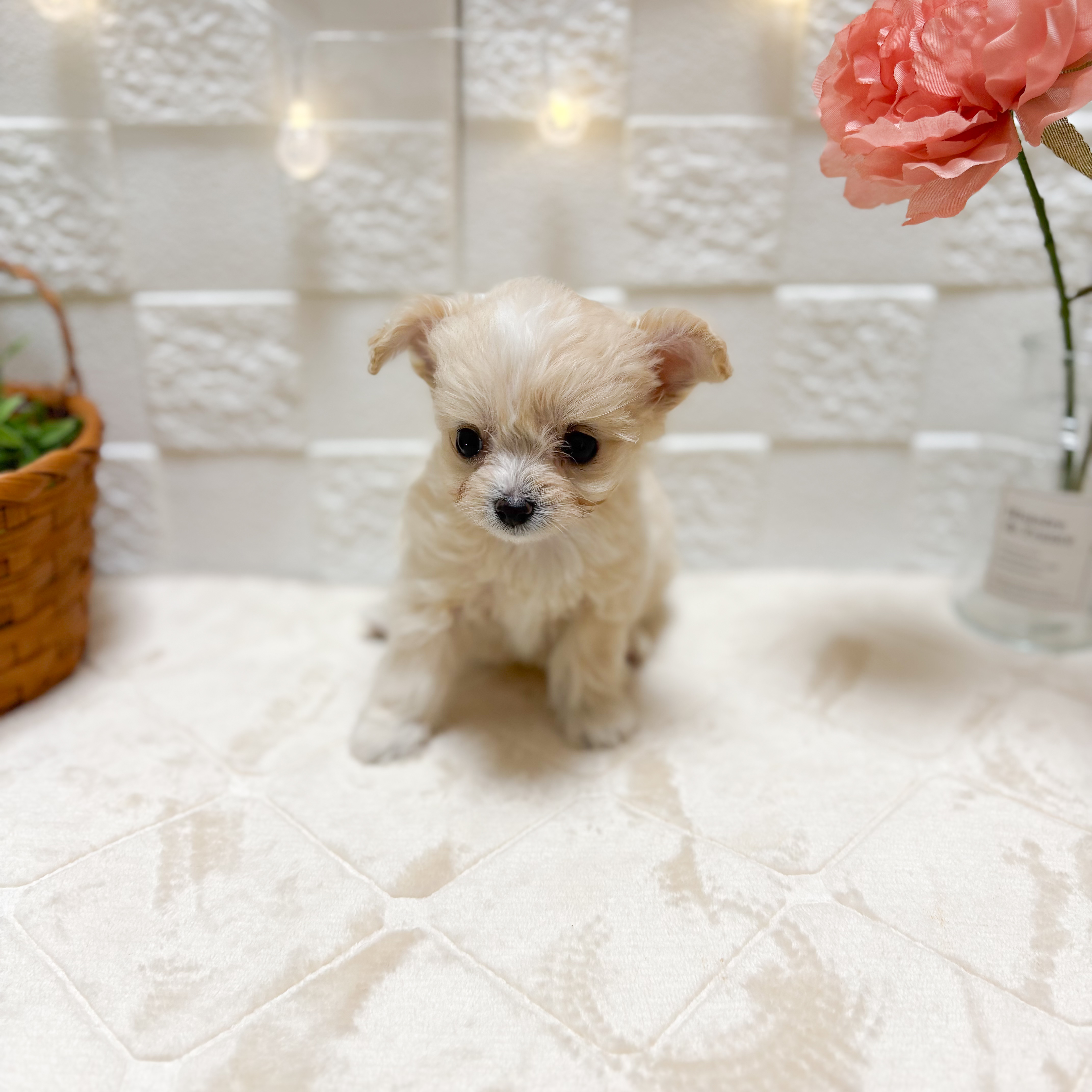 東京都のチワプー/プーチー(チワワ×プードル) (犬の家＆猫の里ペットフォレスト小平店/2026年2月9日生まれ/女の子/クリーム)の子犬の3枚目の画像