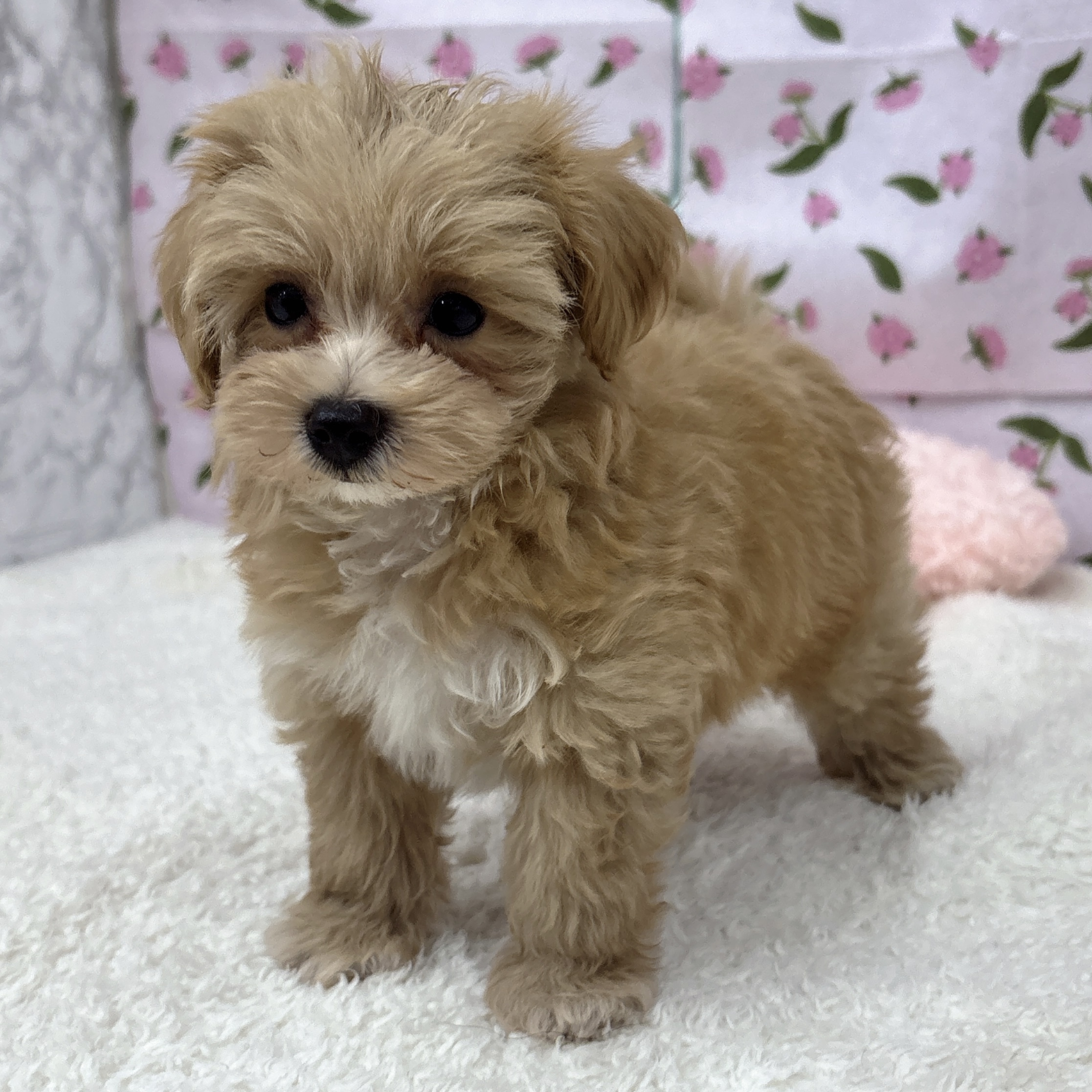 愛知県のマルプー(マルチーズ×プードル) (犬の家＆猫の里エアポートウォーク店/2026年8月8日生まれ/男の子/アプリコットホワイト)の子犬の3枚目の画像
