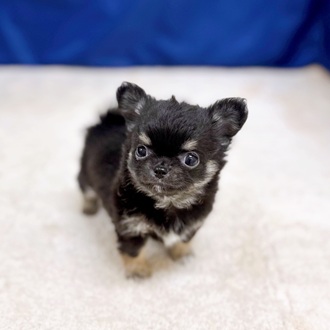 愛知県のチワワ(ロング) (犬の家＆猫の里一宮店/2025年10月8日生まれ/男の子/ブラックタンホワイト)の子犬の3枚目の画像