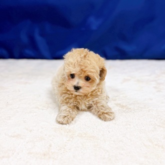 愛知県のマルプー(マルチーズ×プードル) (犬の家＆猫の里一宮店/2025年10月8日生まれ/女の子/アプリコット)の子犬の3枚目の画像