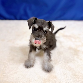 神奈川県のミニチュアシュナウザー (犬の家＆猫の里相模原店/2025年10月5日生まれ/女の子/ブラックシルバー)の子犬の3枚目の画像