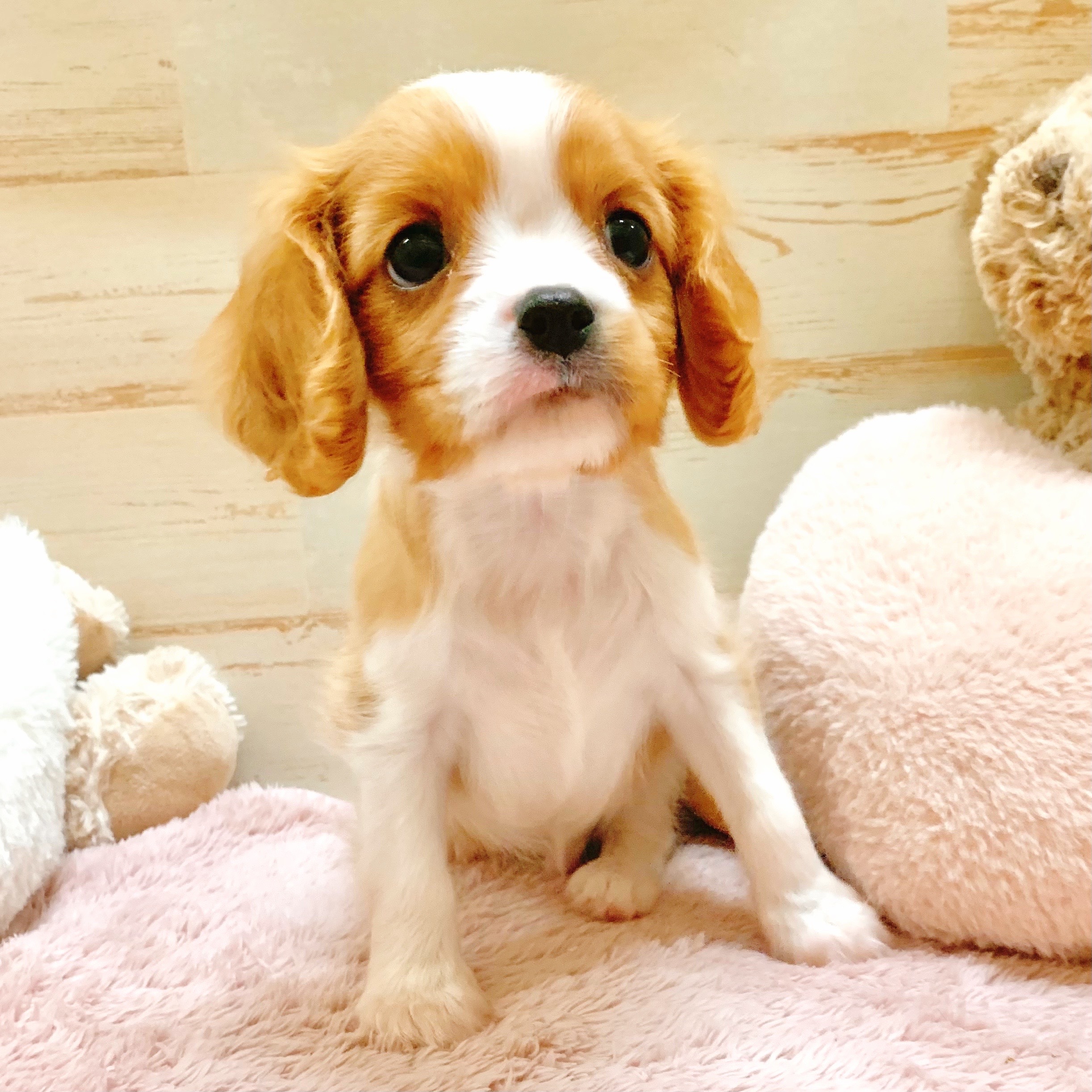 兵庫県のキャバリアキングチャールズスパニエル (犬の家＆猫の里神戸店/2025年10月5日生まれ/男の子/ブレンハイム)の子犬の3枚目の画像