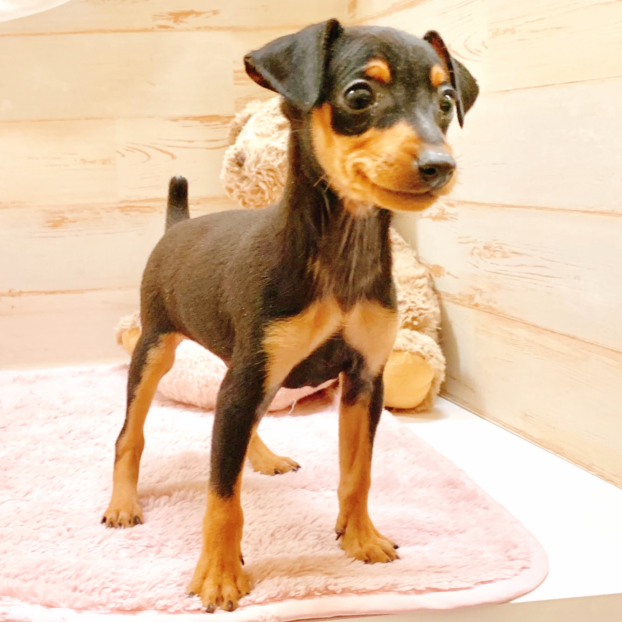 兵庫県のミニチュアピンシャー (犬の家＆猫の里神戸店/2025年10月4日生まれ/男の子/ブラックタン)の子犬の3枚目の画像