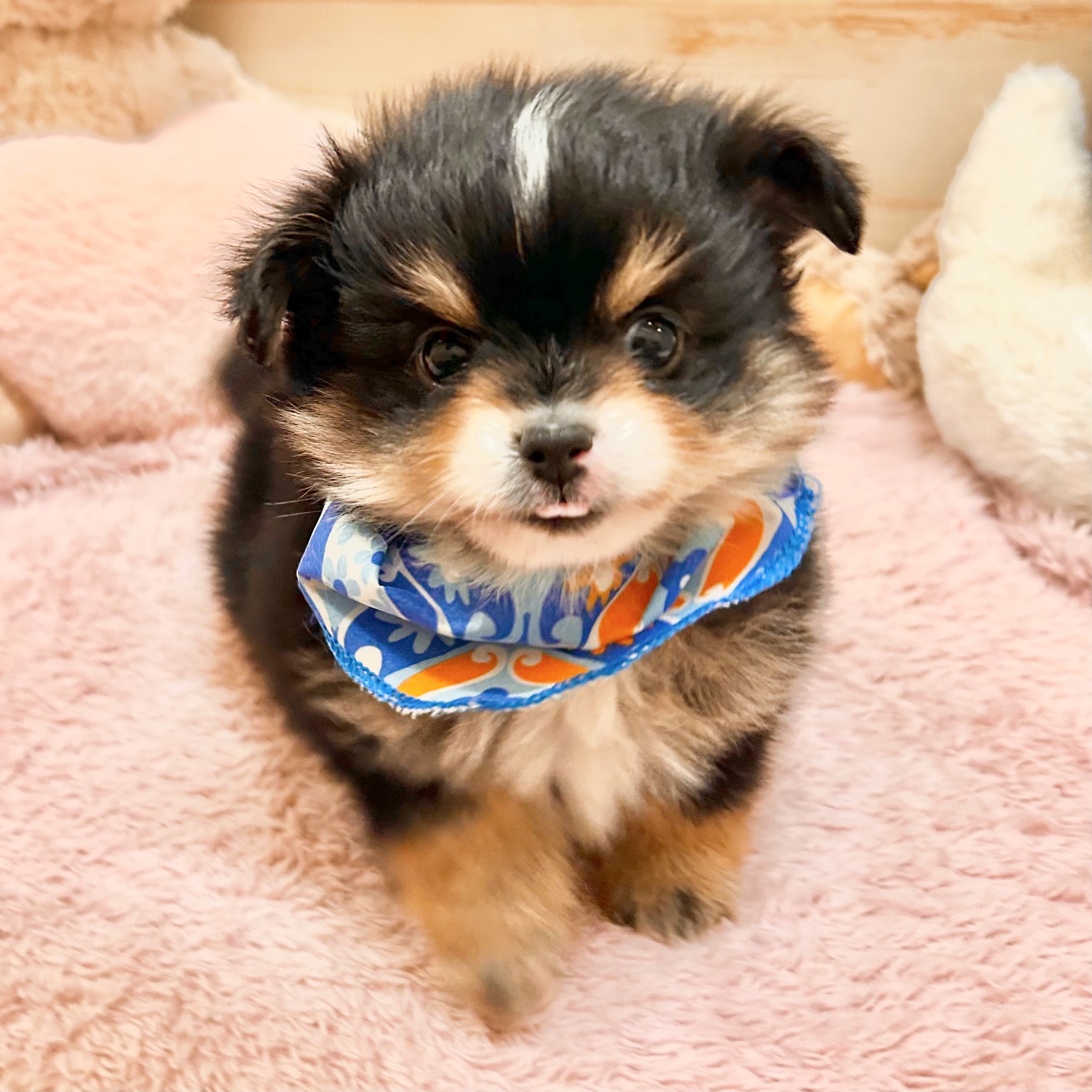 兵庫県のポメチワ/チワポメ/ポメチー(ポメラニアン×チワワ) (犬の家＆猫の里神戸店/2026年1月13日生まれ/男の子/ブラックタンホワイト)の子犬の3枚目の画像