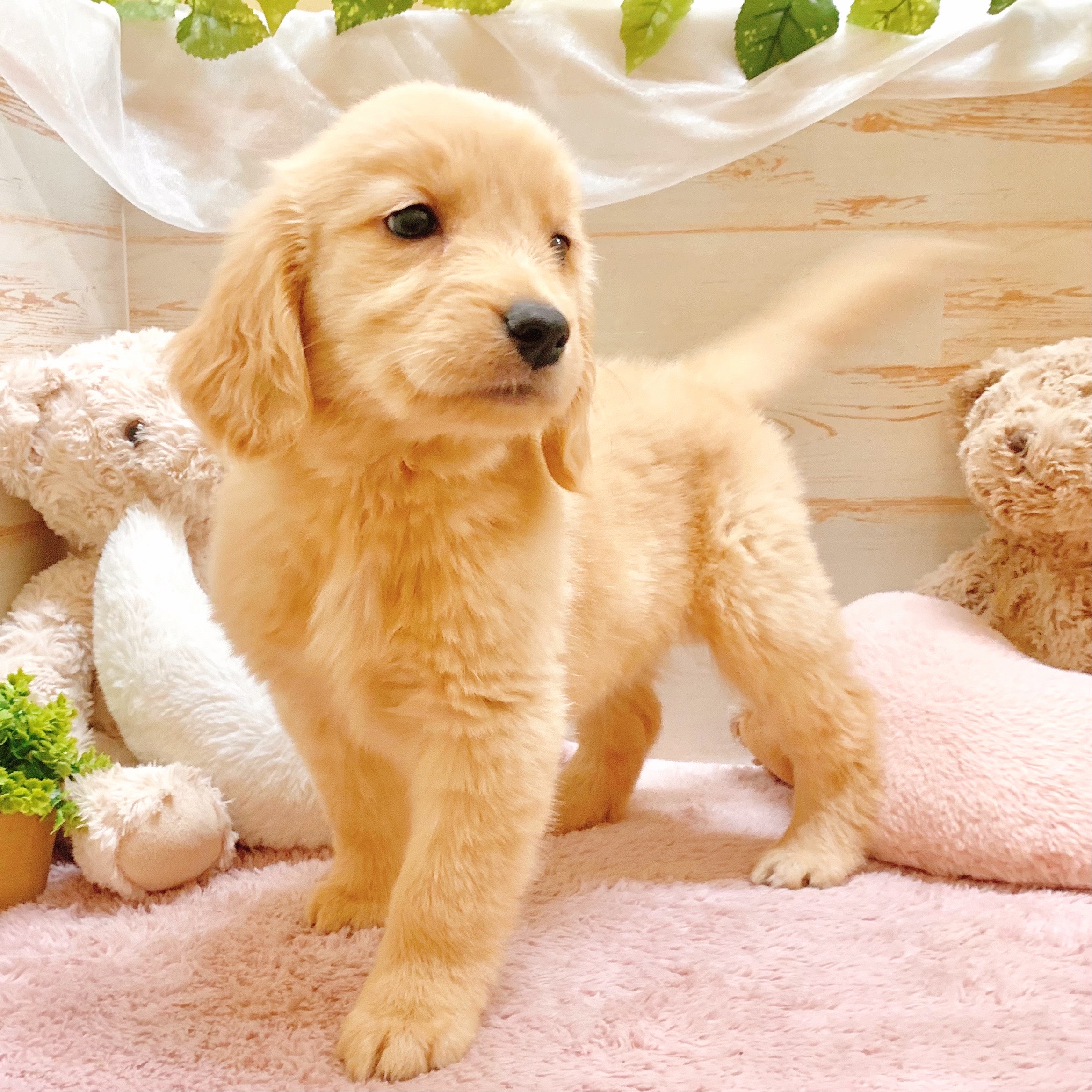 兵庫県のゴールデンレトリバー (犬の家＆猫の里神戸店/2025年10月3日生まれ/女の子/ゴールデン)の子犬の3枚目の画像