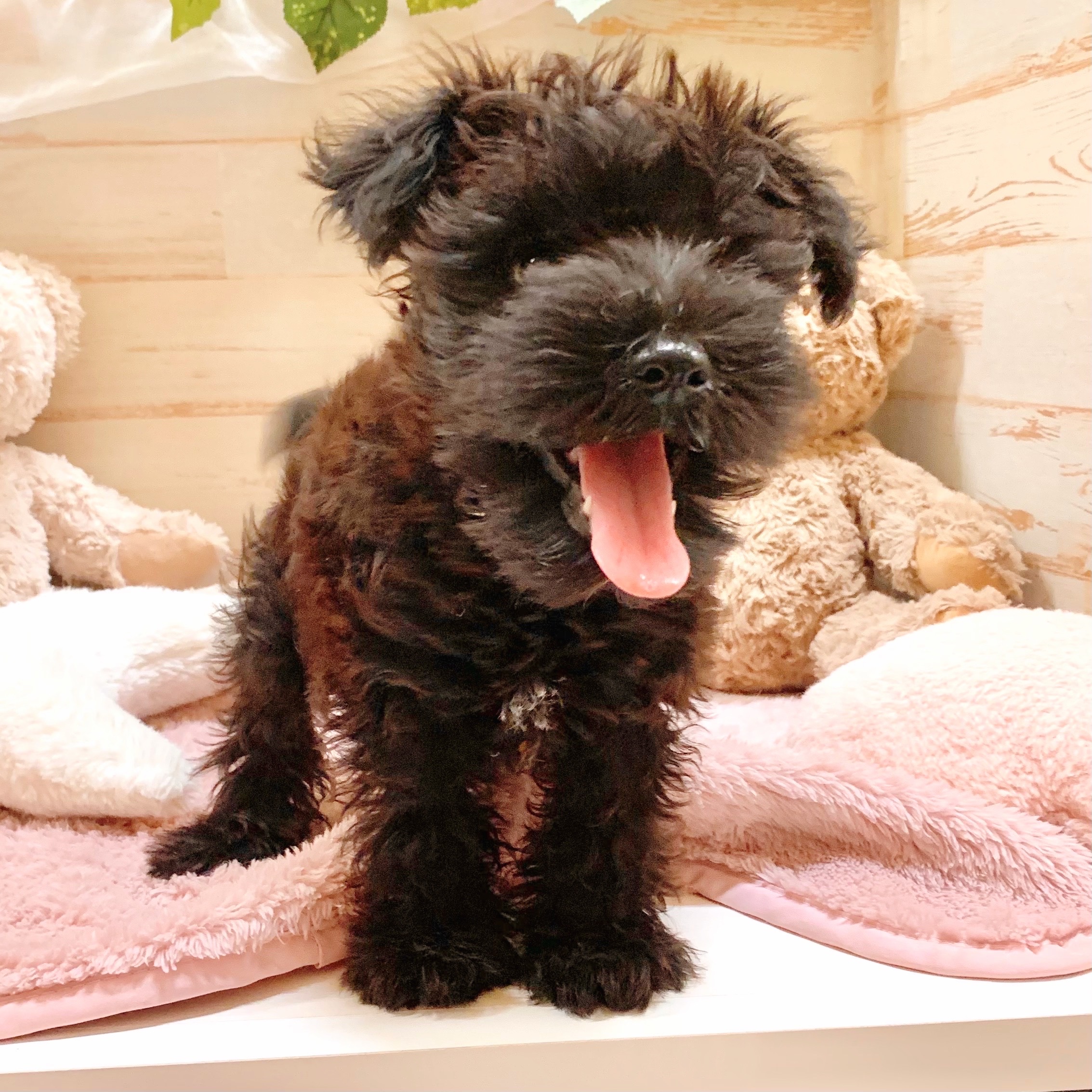 兵庫県のミニチュアシュナウザー (犬の家＆猫の里神戸店/2025年8月18日生まれ/女の子/ブラック)の子犬の3枚目の画像