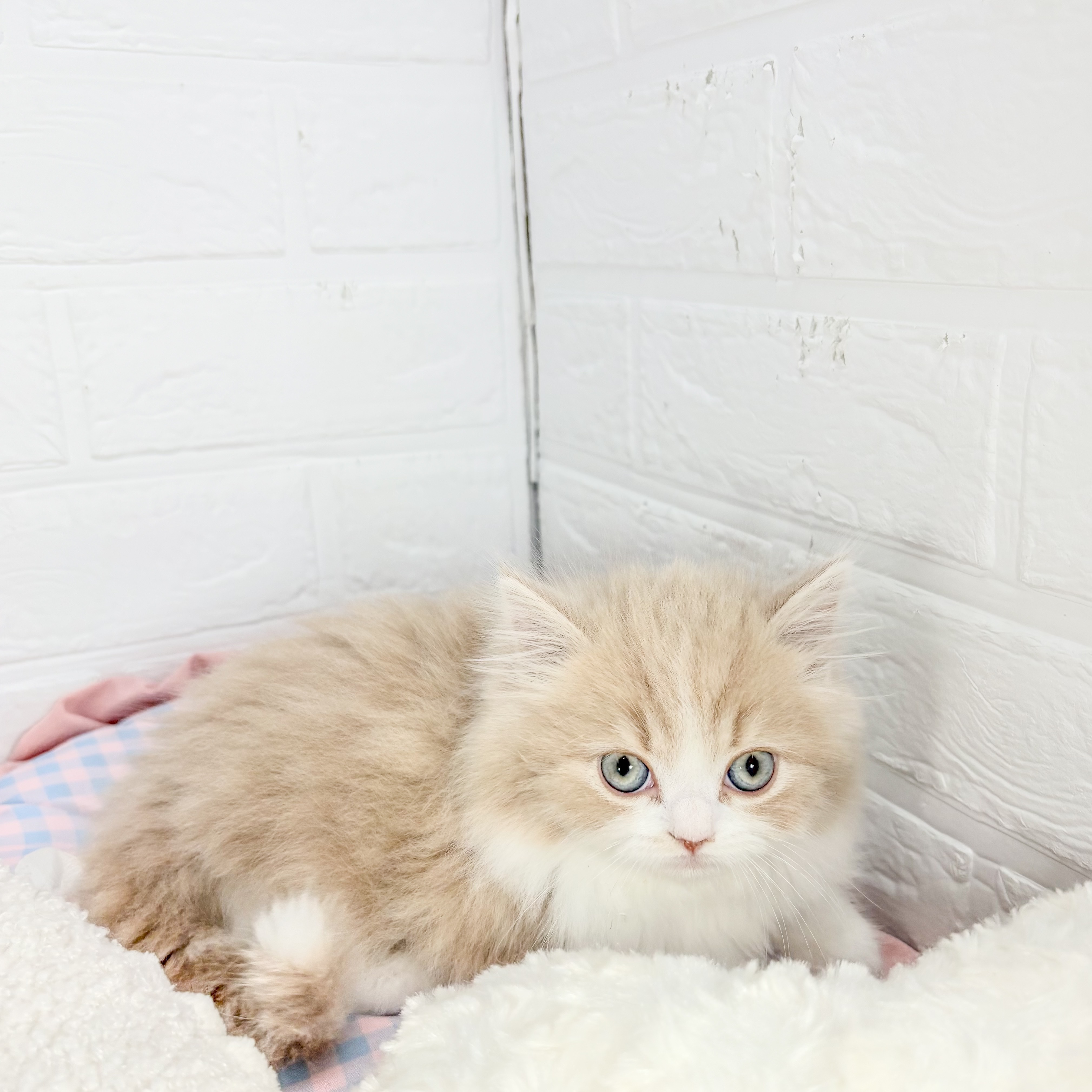 神奈川県のスコティッシュフォールド (犬の家＆猫の里元住吉ブレーメン通り店/2025年10月7日生まれ/男の子/クリームタビーホワイト)の子猫の3枚目の画像