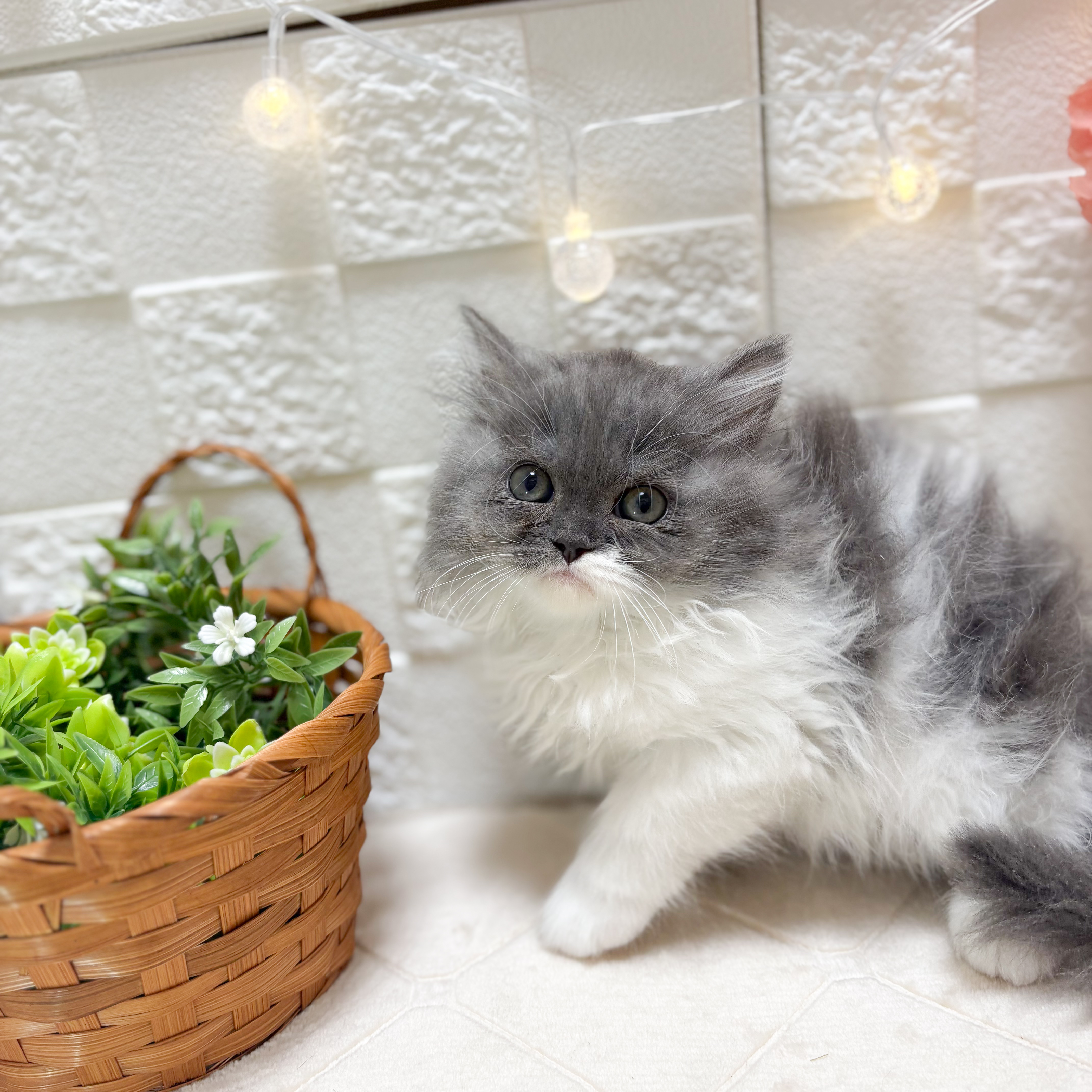 東京都のミヌエット (犬の家＆猫の里ペットフォレスト小平店/2026年2月9日生まれ/女の子/ブルータビーホワイト)の子猫の3枚目の画像