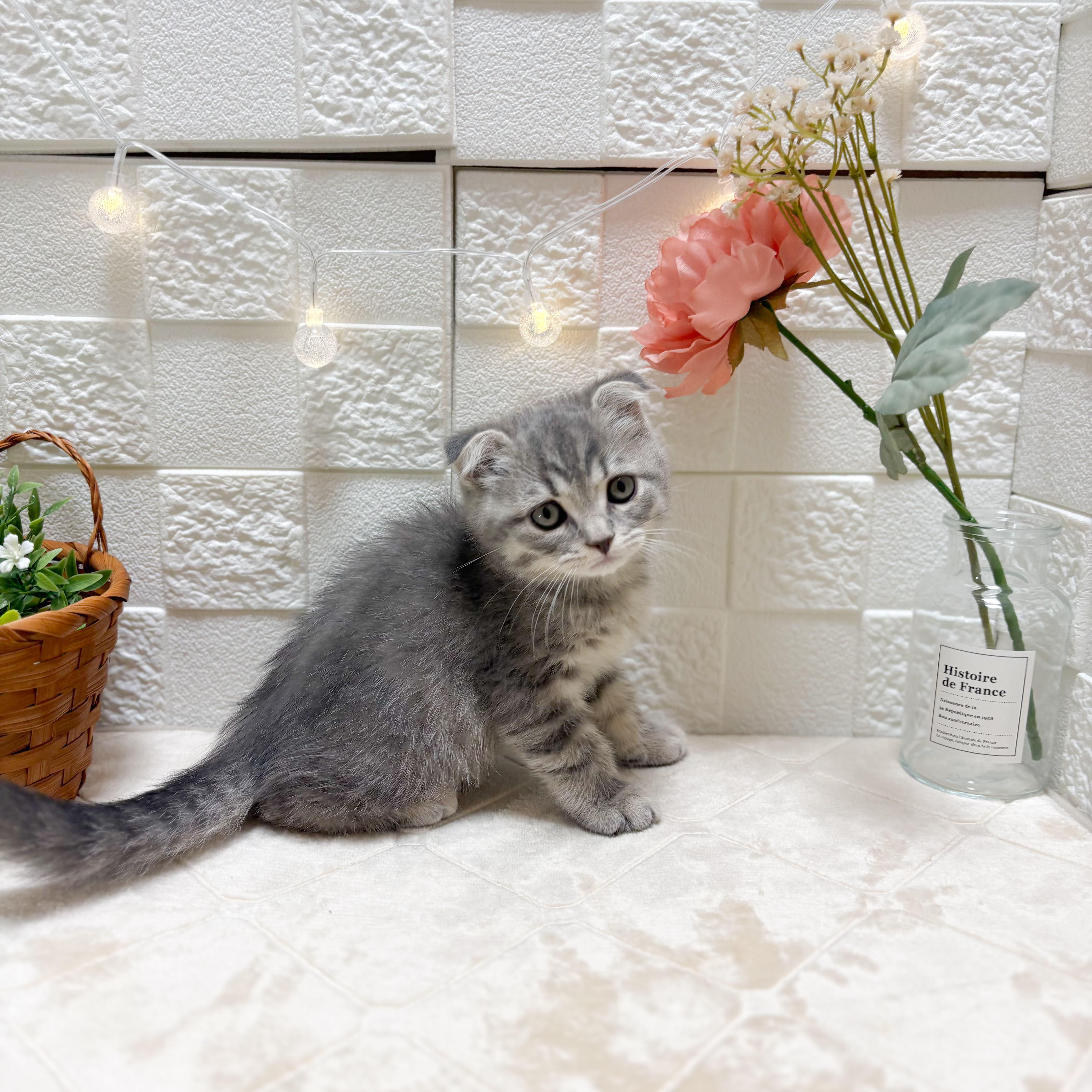 東京都のスコティッシュフォールド (犬の家＆猫の里ペットフォレスト小平店/2026年2月6日生まれ/男の子/ブルータビー)の子猫の1枚目の画像