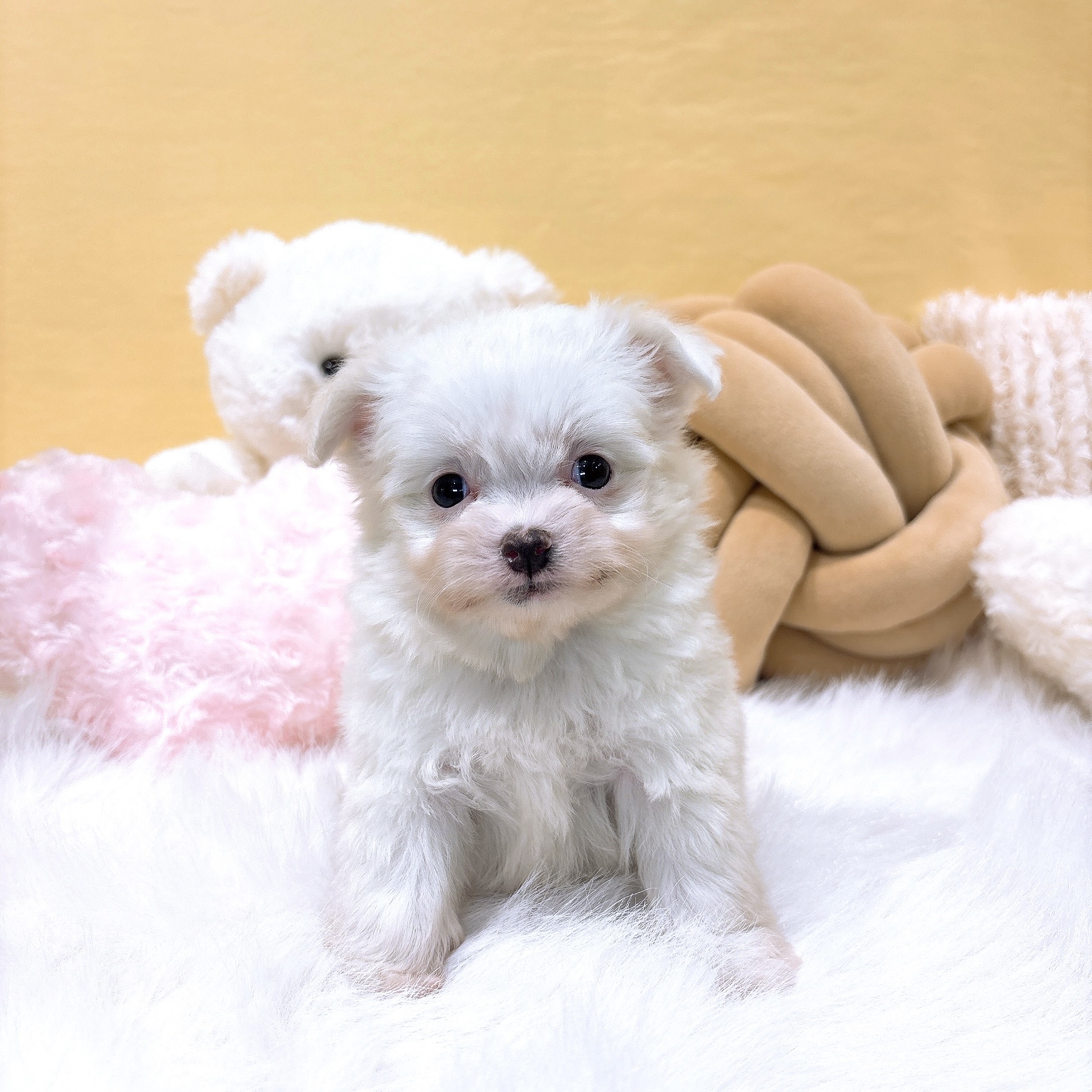 神奈川県のチワマル/マルチワ(チワワ×マルチーズ) (犬の家＆猫の里元住吉ブレーメン通り店/2025年11月30日生まれ/女の子/ホワイト)の子犬の3枚目の画像