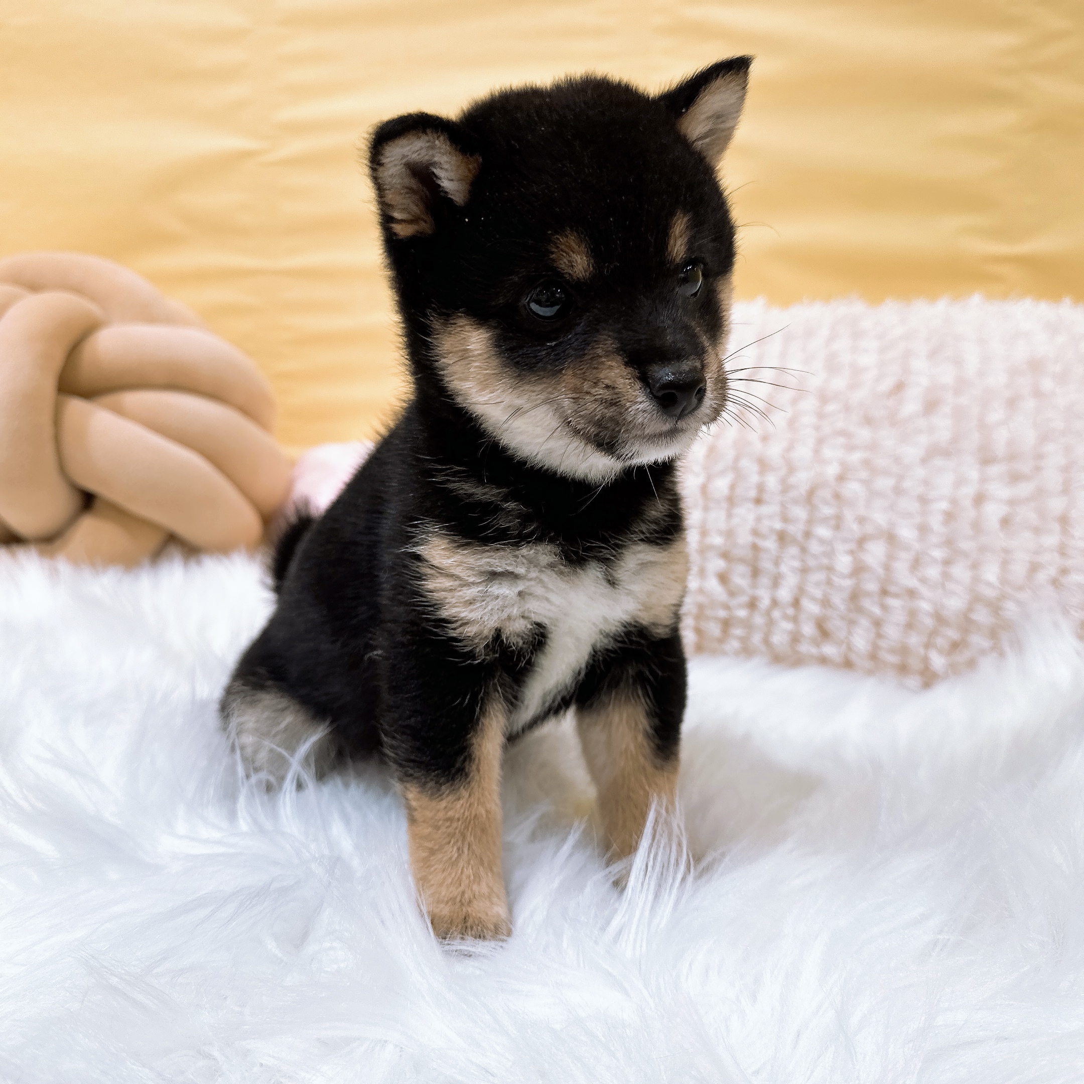 神奈川県の豆柴 (犬の家＆猫の里元住吉ブレーメン通り店/2026年2月10日生まれ/女の子/黒)の子犬の3枚目の画像