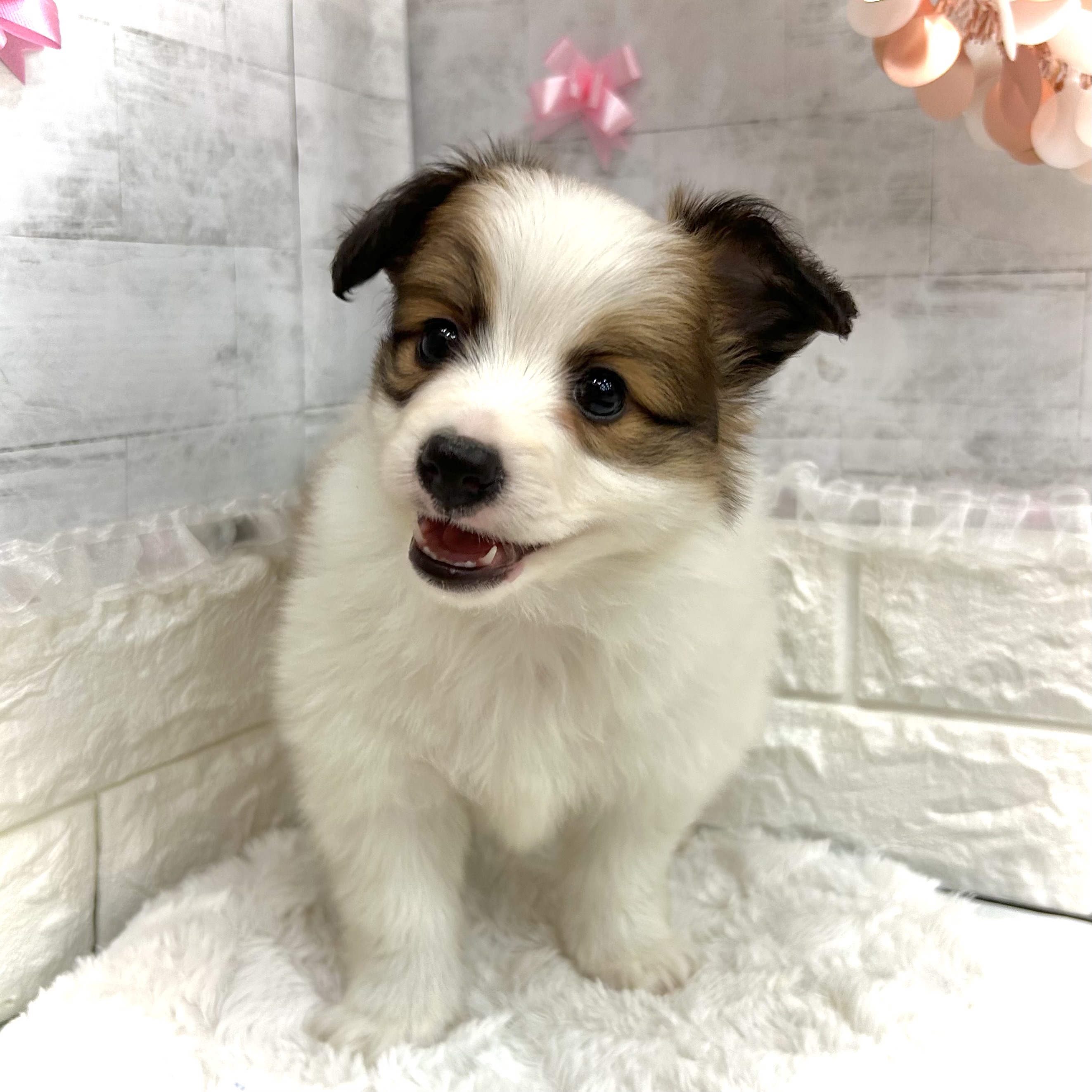 静岡県のパピヨン (犬の家＆猫の里プレ葉ウォーク浜北店/2026年3月8日生まれ/男の子/ホワイトブラウン)の子犬の3枚目の画像