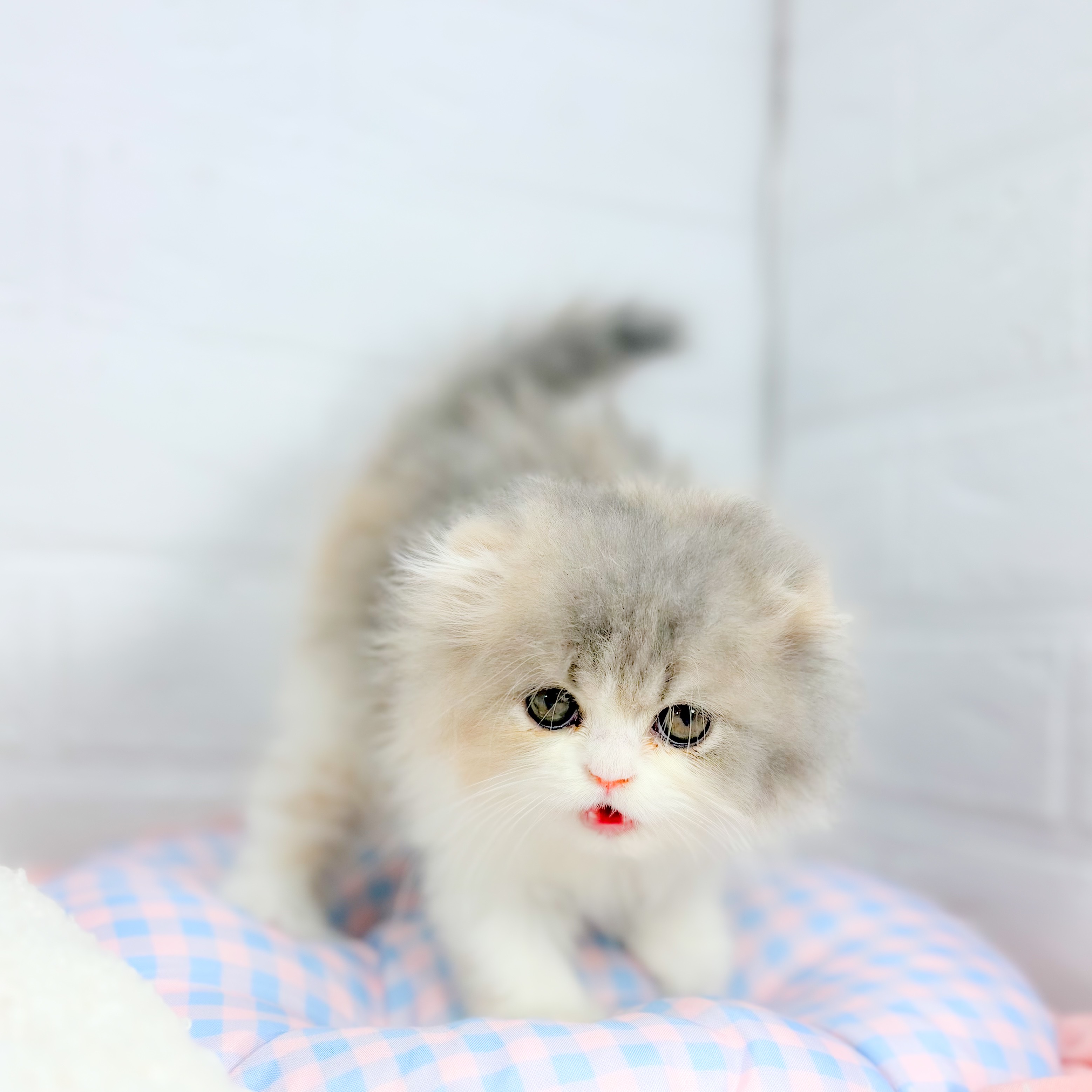 神奈川県のフォールデックス (犬の家＆猫の里元住吉ブレーメン通り店/2025年10月3日生まれ/女の子/ダイリュートキャリコ)の子猫の3枚目の画像