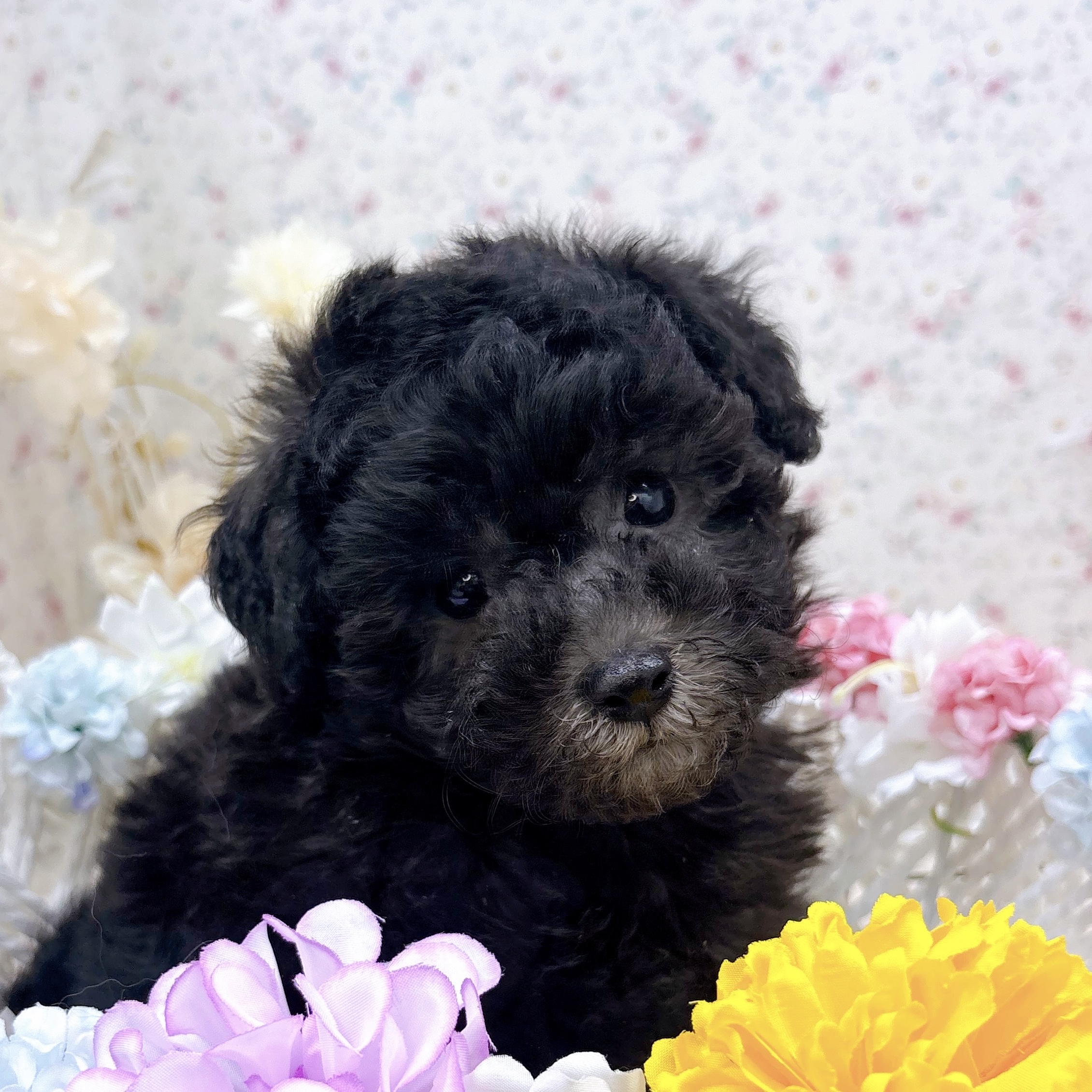 石川県のトイプードル(トイ) (犬の家＆猫の里アミーゴ金沢有松店/2025年9月19日生まれ/男の子/シルバー)の子犬の3枚目の画像