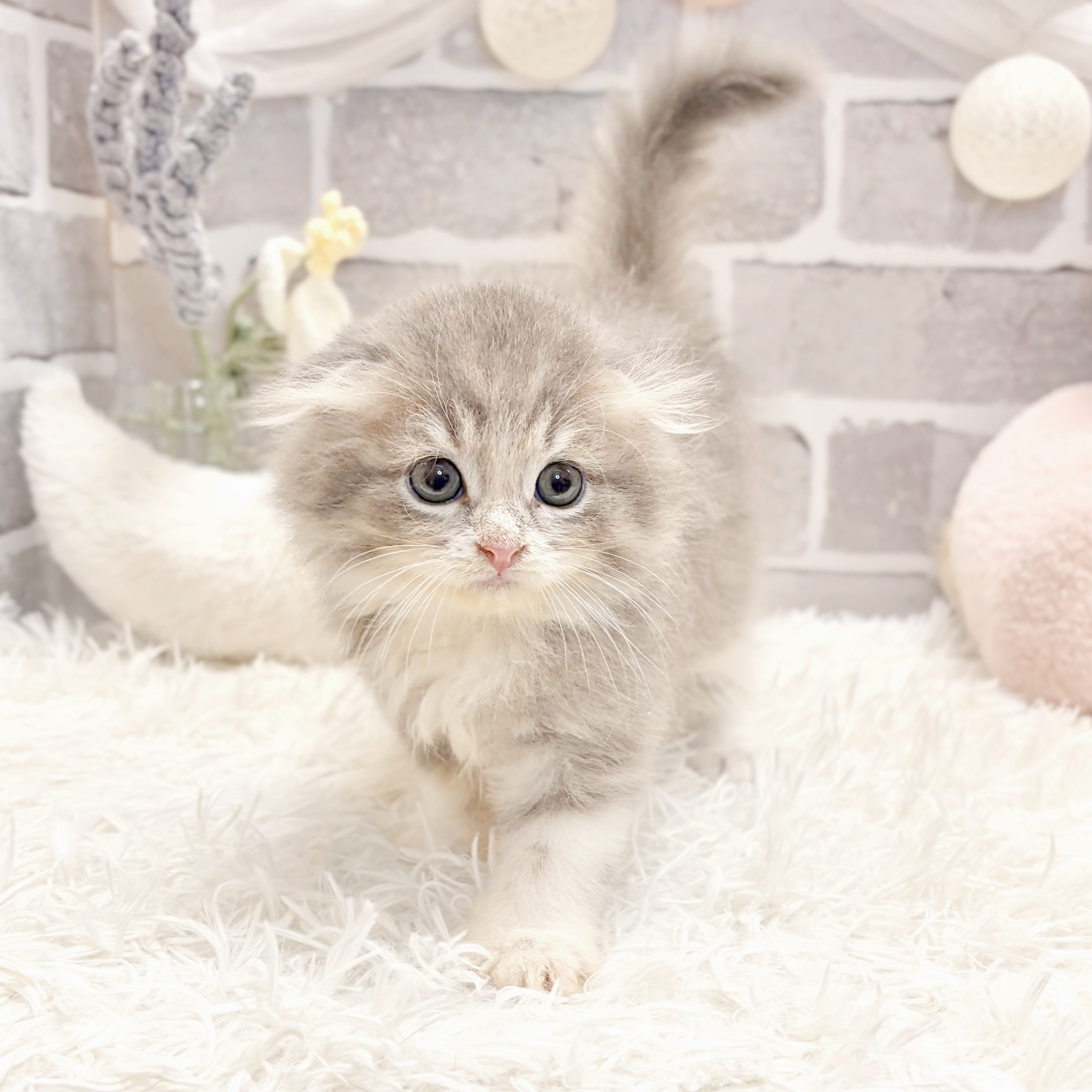 兵庫県のスコティッシュフォールド (犬の家＆猫の里神戸店/2026年8月26日生まれ/男の子/ブルータビーホワイト)の子猫の3枚目の画像