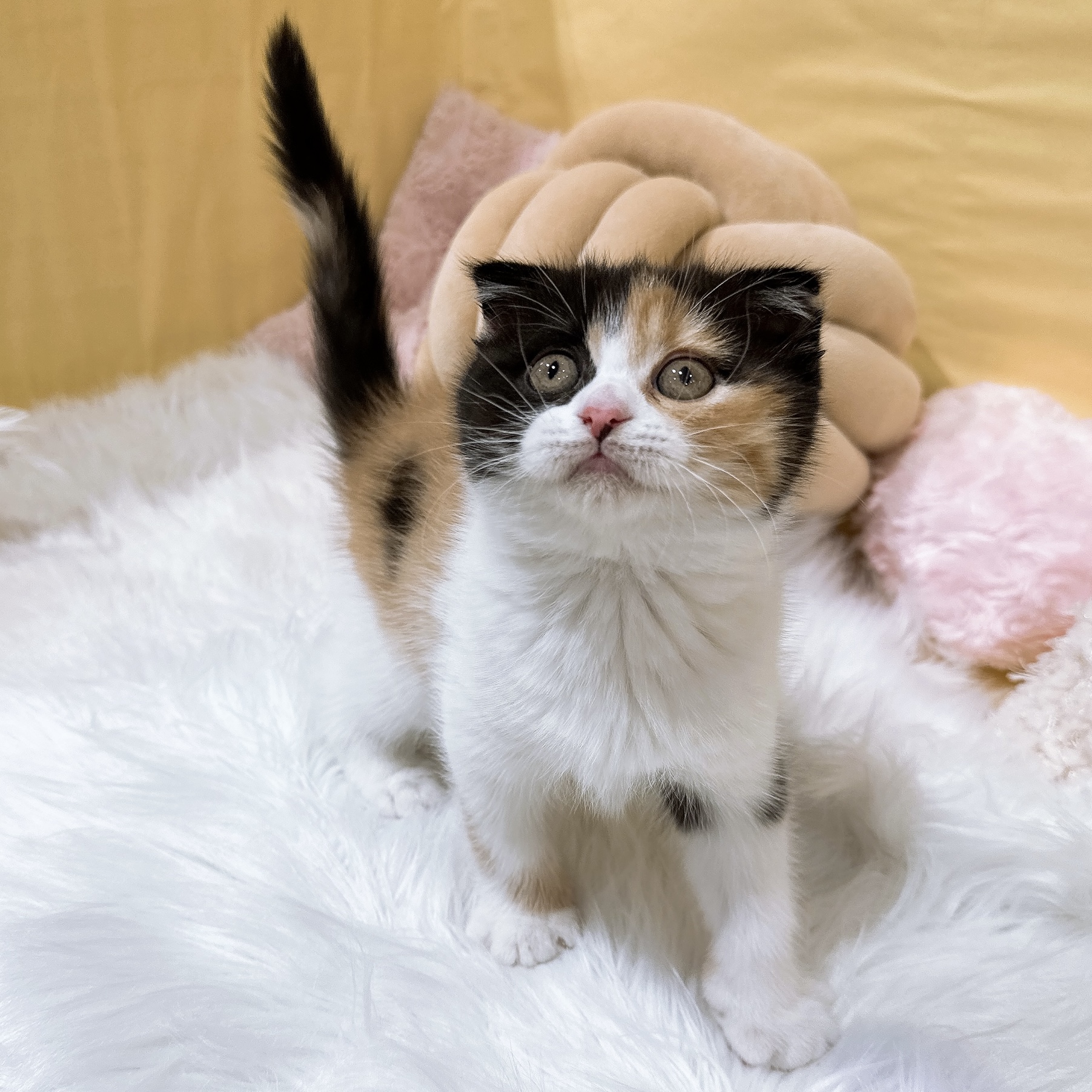 神奈川県のスコティッシュフォールド (犬の家＆猫の里元住吉ブレーメン通り店/2026年2月7日生まれ/女の子/キャリコ)の子猫の3枚目の画像