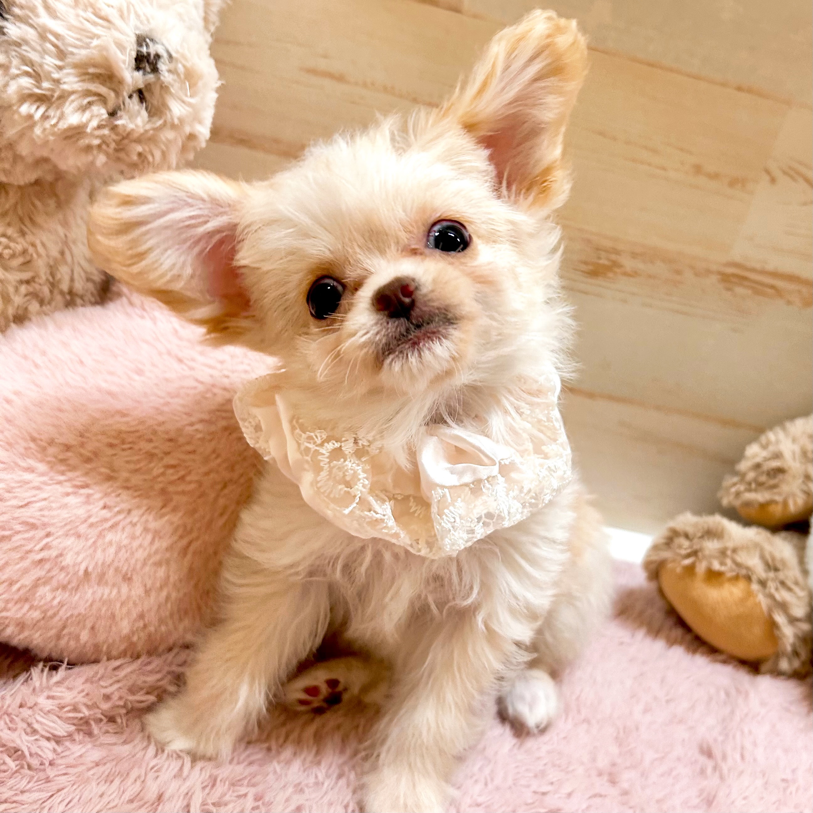 兵庫県のチワプー/プーチー(チワワ×プードル) (犬の家＆猫の里神戸店/2026年1月14日生まれ/女の子/クリームホワイト)の子犬の3枚目の画像