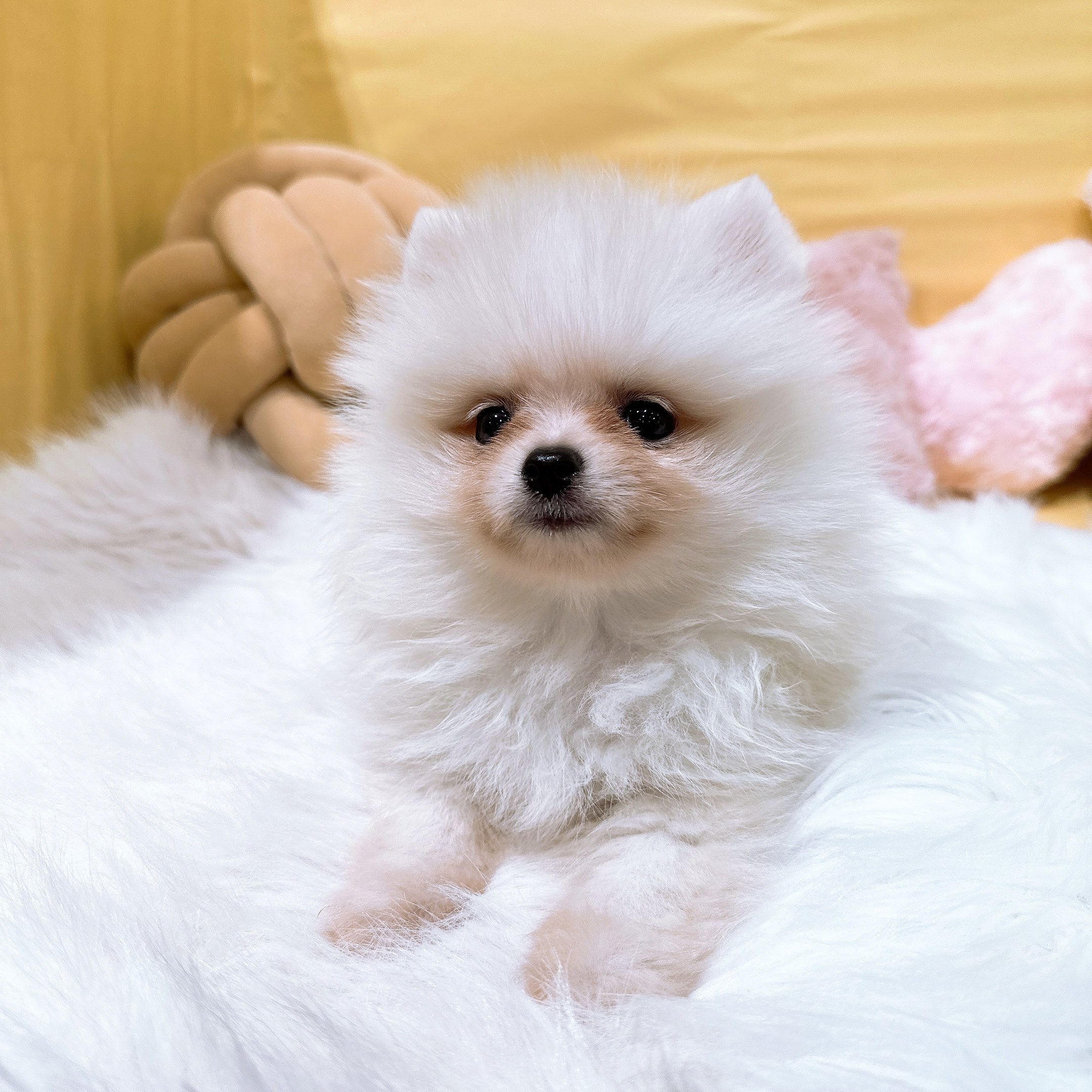 神奈川県のポメラニアン (犬の家＆猫の里元住吉ブレーメン通り店/2026年2月10日生まれ/男の子/ホワイト)の子犬の3枚目の画像