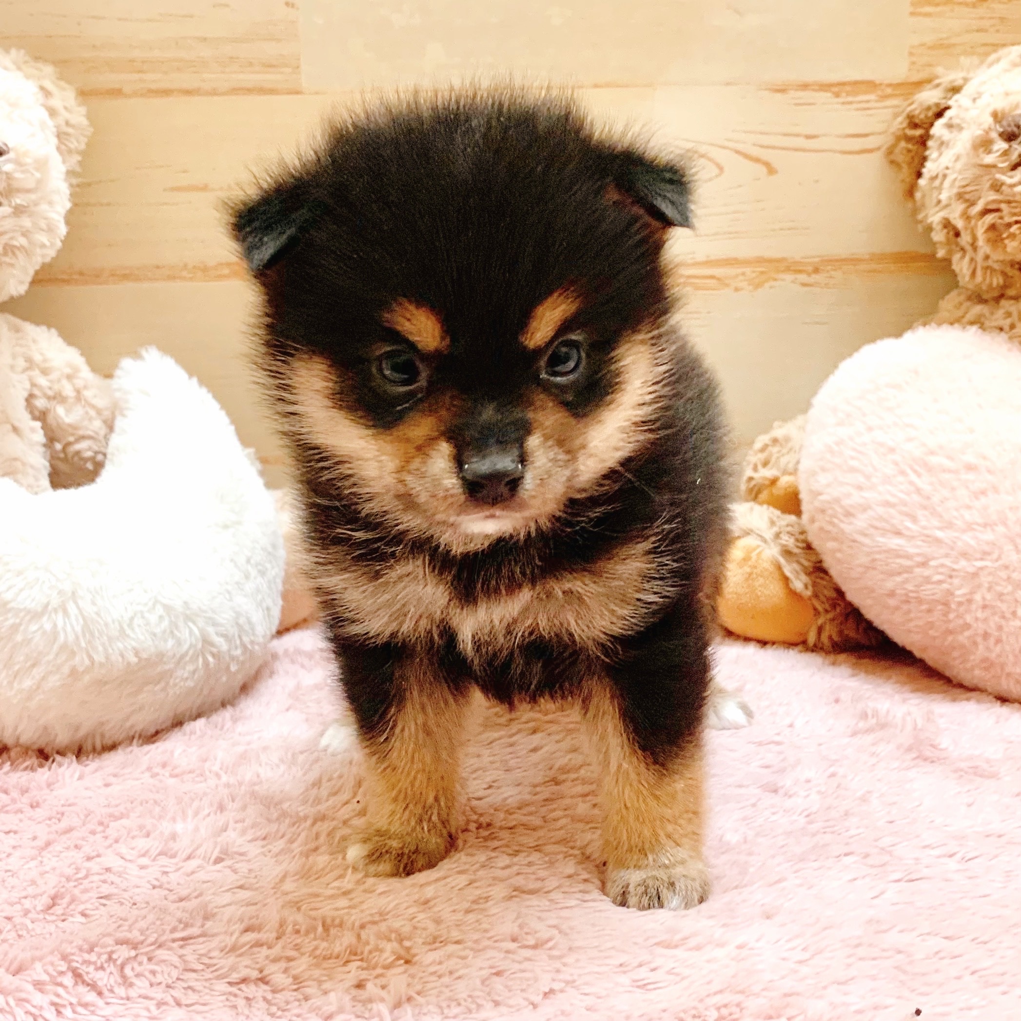 兵庫県のポメ柴/豆ポメ/ポメ豆柴(ポメラニアン×柴犬) (犬の家＆猫の里神戸店/2025年8月31日生まれ/女の子/ブラックタン)の子犬の3枚目の画像