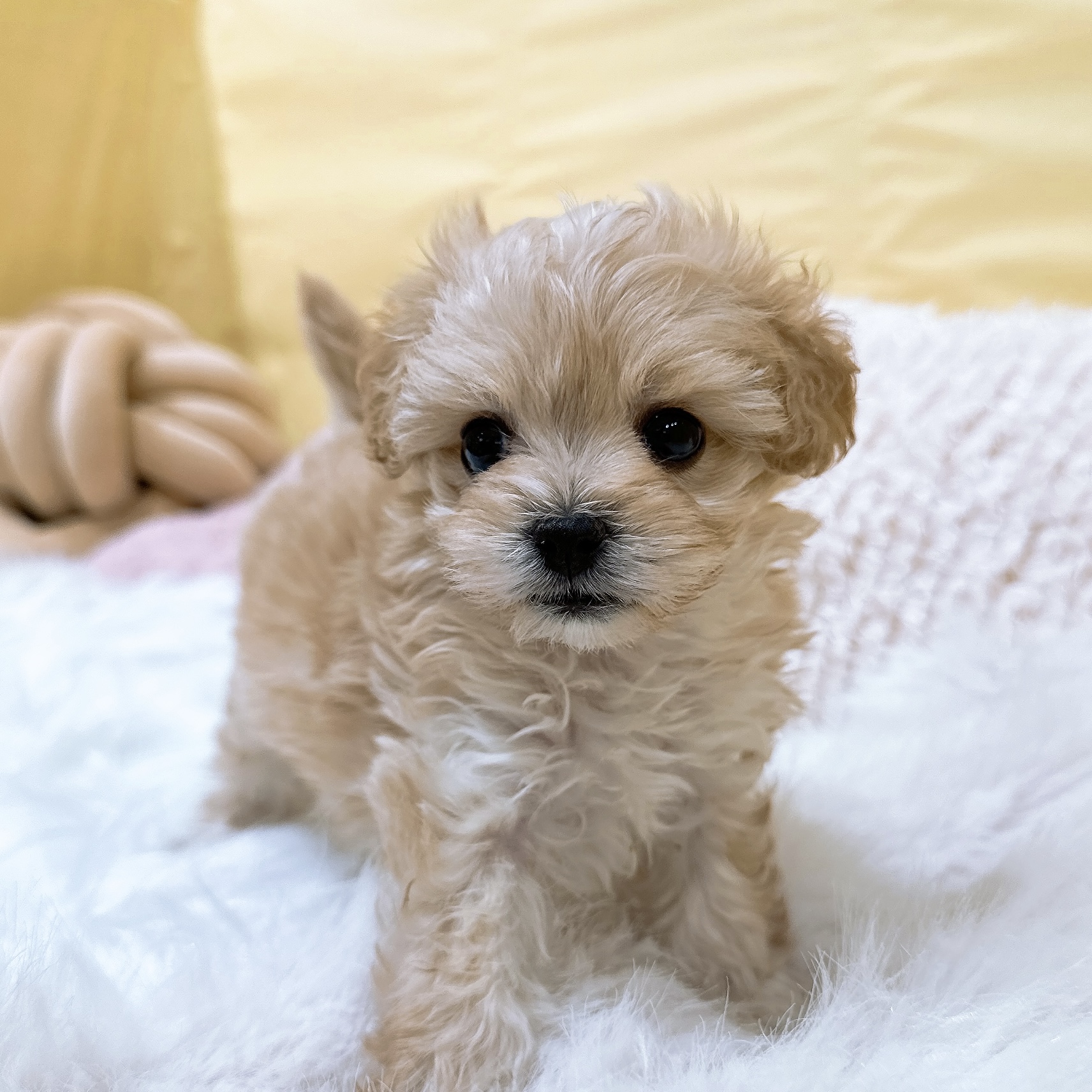 神奈川県のマルプー(マルチーズ×プードル) (犬の家＆猫の里元住吉ブレーメン通り店/2026年2月9日生まれ/女の子/アプリコット)の子犬の3枚目の画像