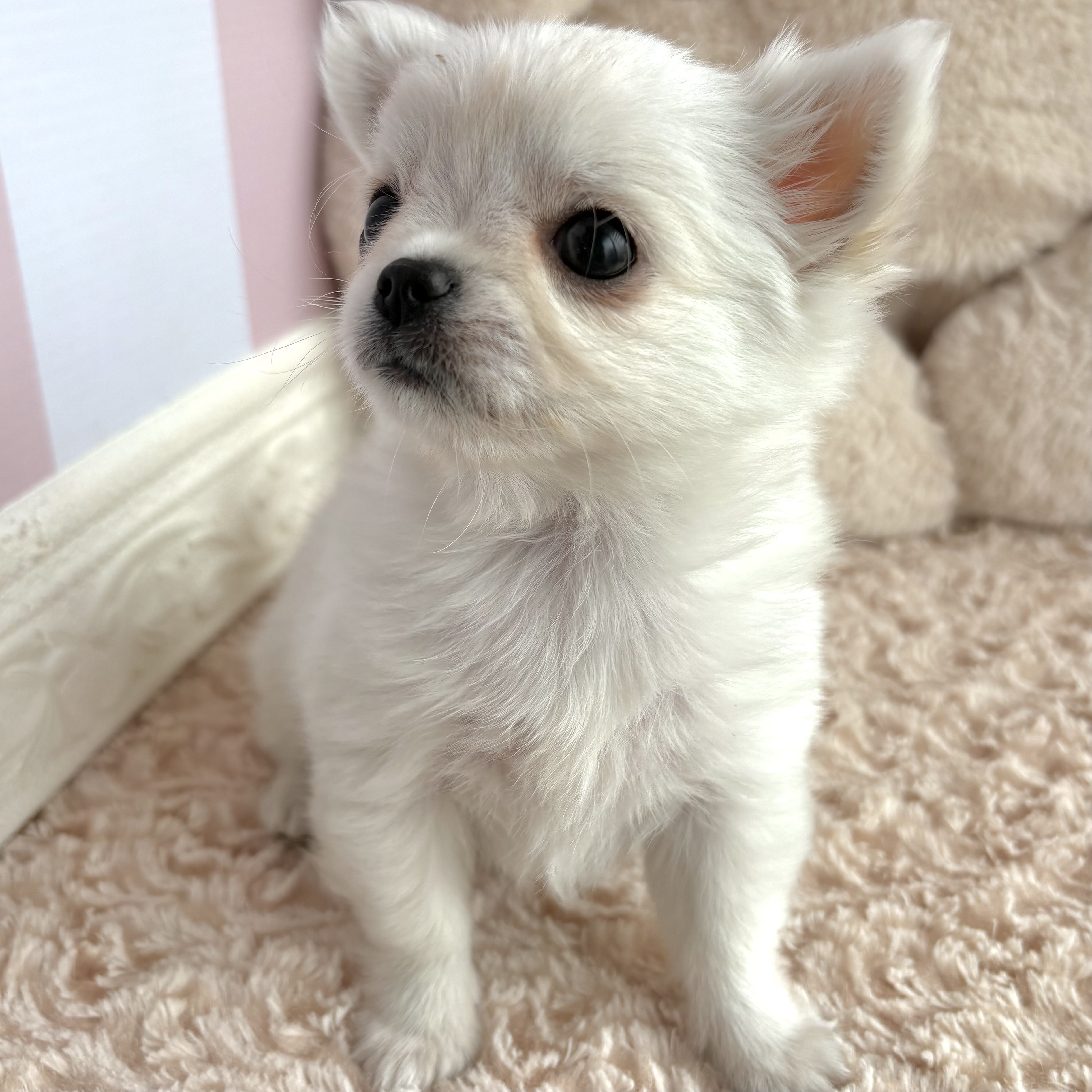 岡山県のチワワ(ロング) (犬の家＆猫の里倉敷中庄店/2025年12月7日生まれ/男の子/ホワイトクリーム)の子犬の3枚目の画像