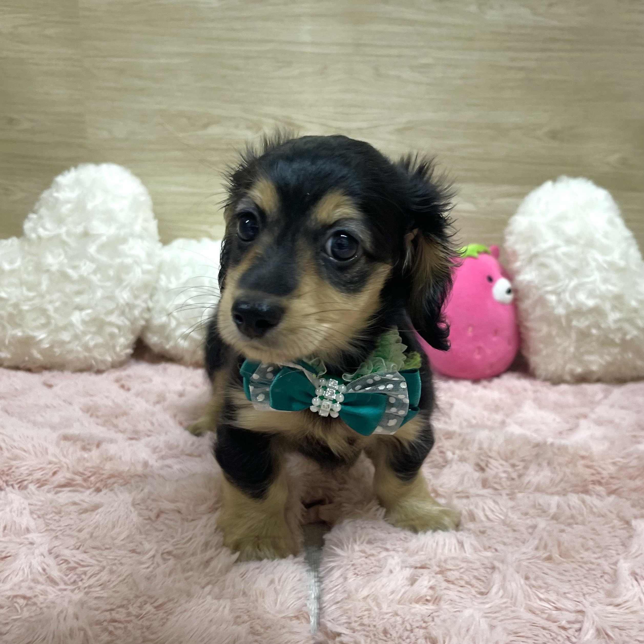 大阪府のミニチュアダックスフンド(ロング) (犬の家＆猫の里そよら東岸和田店/2025年6月25日生まれ/女の子/ブラックイエロー)の子犬の3枚目の画像