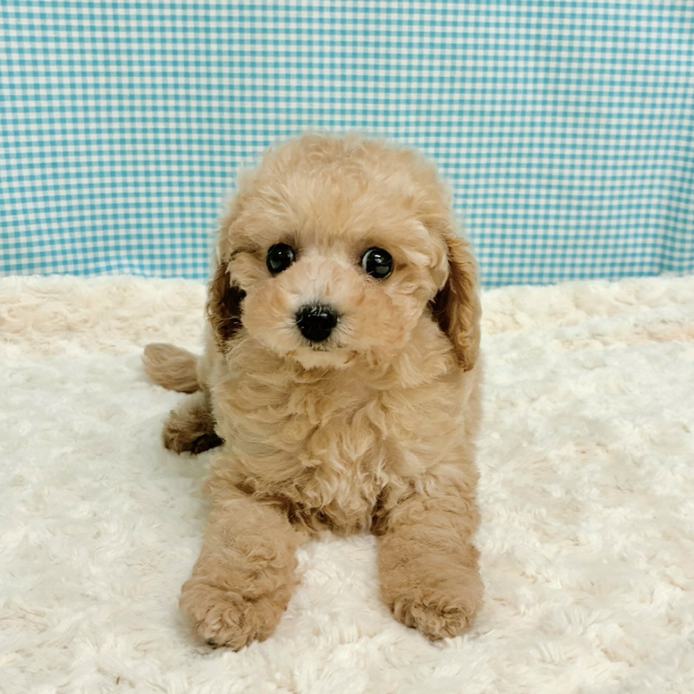 愛知県のトイプードル(トイ) (犬の家＆猫の里一宮店/2026年8月12日生まれ/女の子/オレンジフォーン)の子犬の3枚目の画像