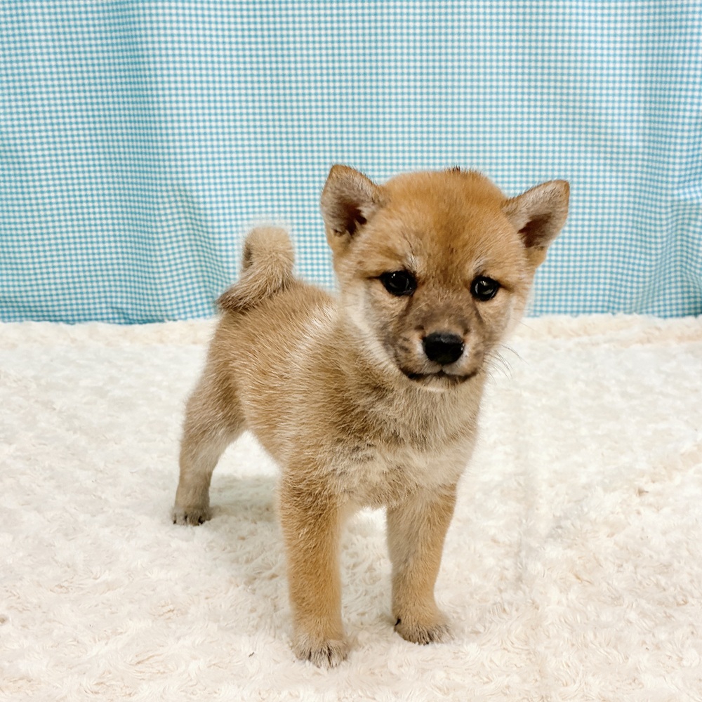 愛知県の柴犬(標準サイズ) (犬の家＆猫の里一宮店/2026年8月11日生まれ/女の子/赤)の子犬の3枚目の画像