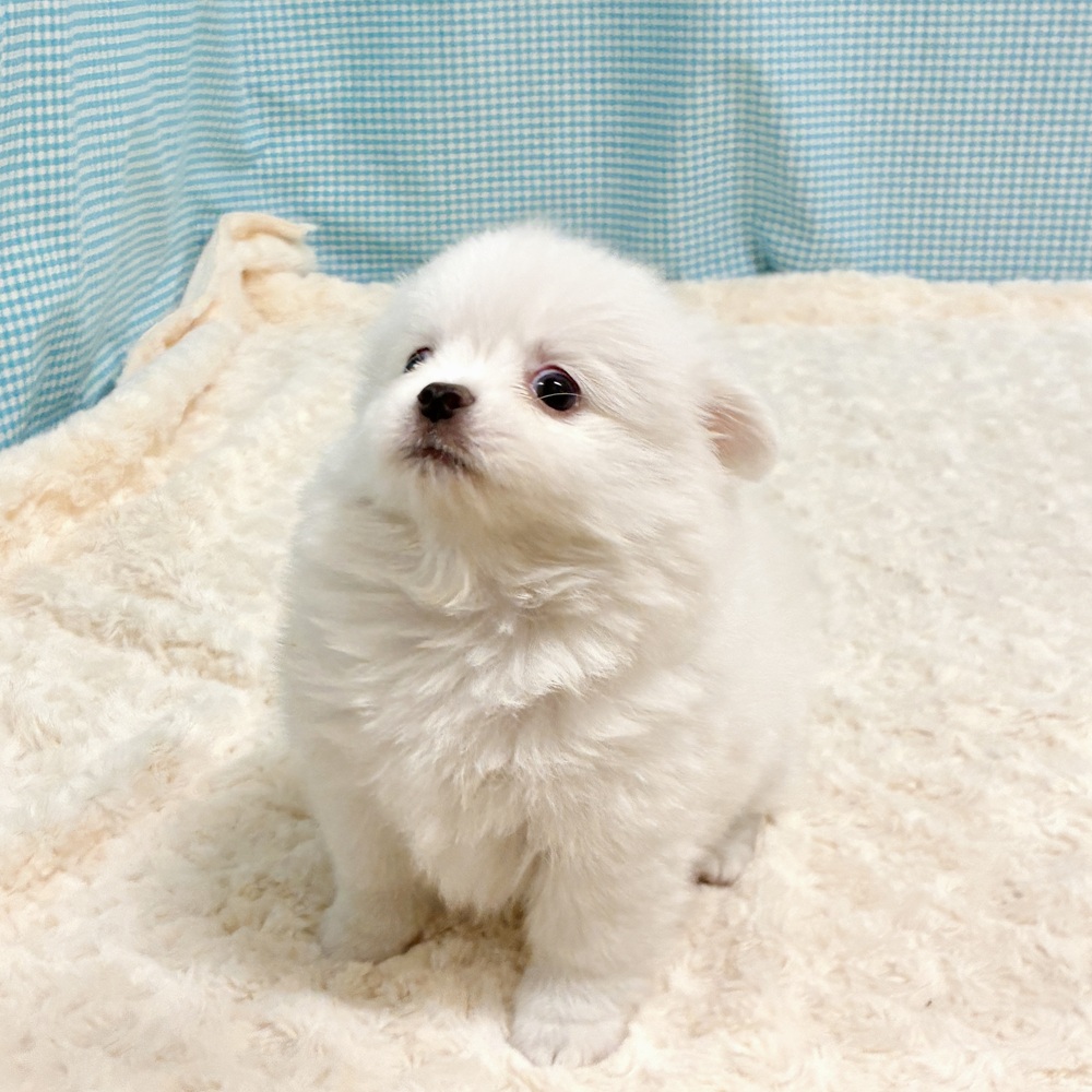 愛知県のポメチワ/チワポメ/ポメチー(ポメラニアン×チワワ) (犬の家＆猫の里一宮店/2026年8月11日生まれ/女の子/クリームホワイト)の子犬の3枚目の画像