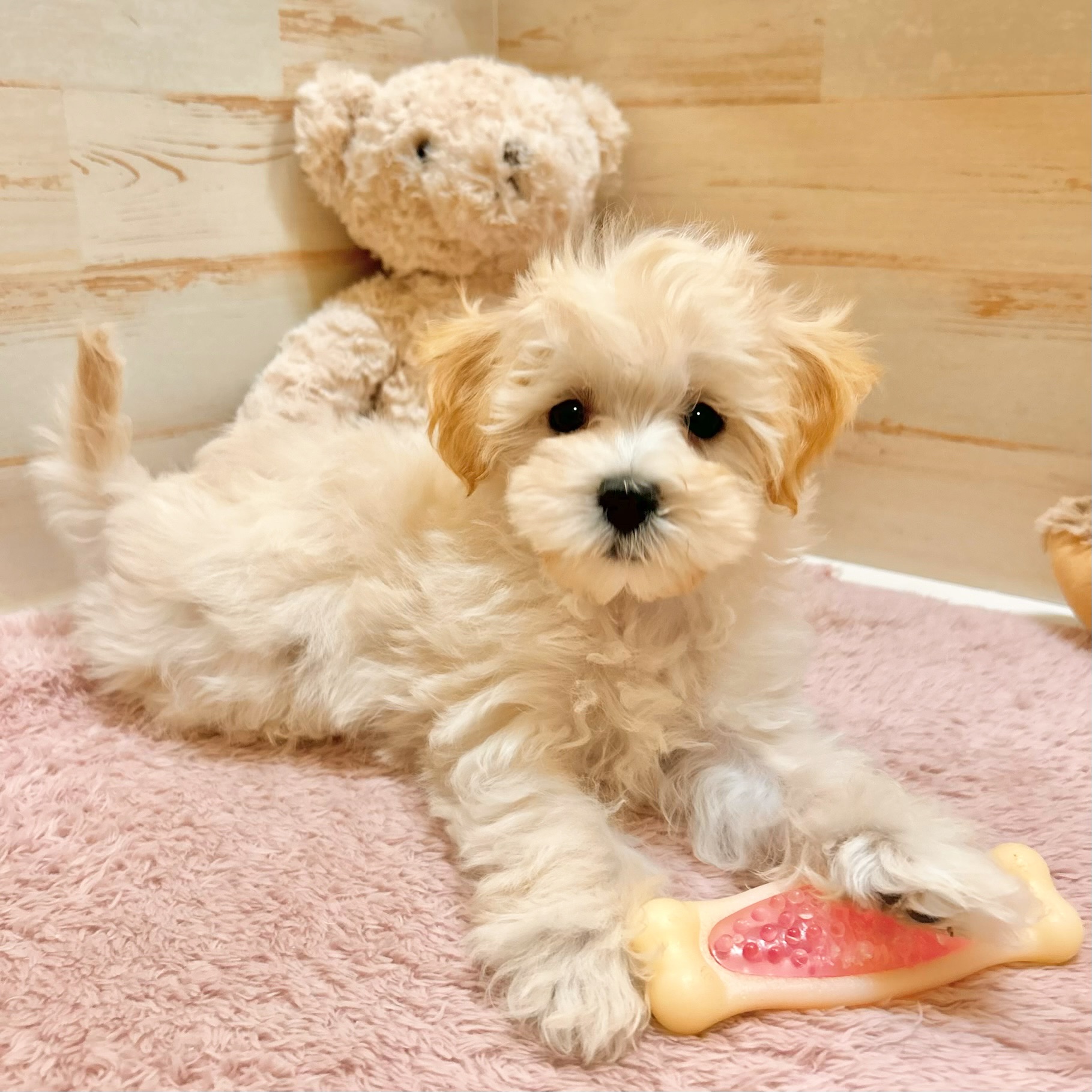 兵庫県のマルプー(マルチーズ×プードル) (犬の家＆猫の里神戸店/2026年1月9日生まれ/男の子/クリーム)の子犬の3枚目の画像