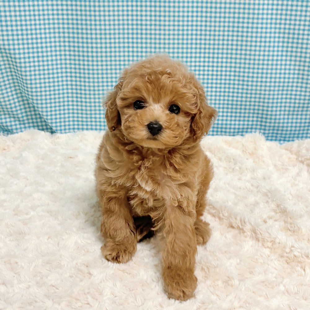 愛知県のトイプードル(トイ) (犬の家＆猫の里一宮店/2026年8月11日生まれ/男の子/オレンジフォーン)の子犬の3枚目の画像