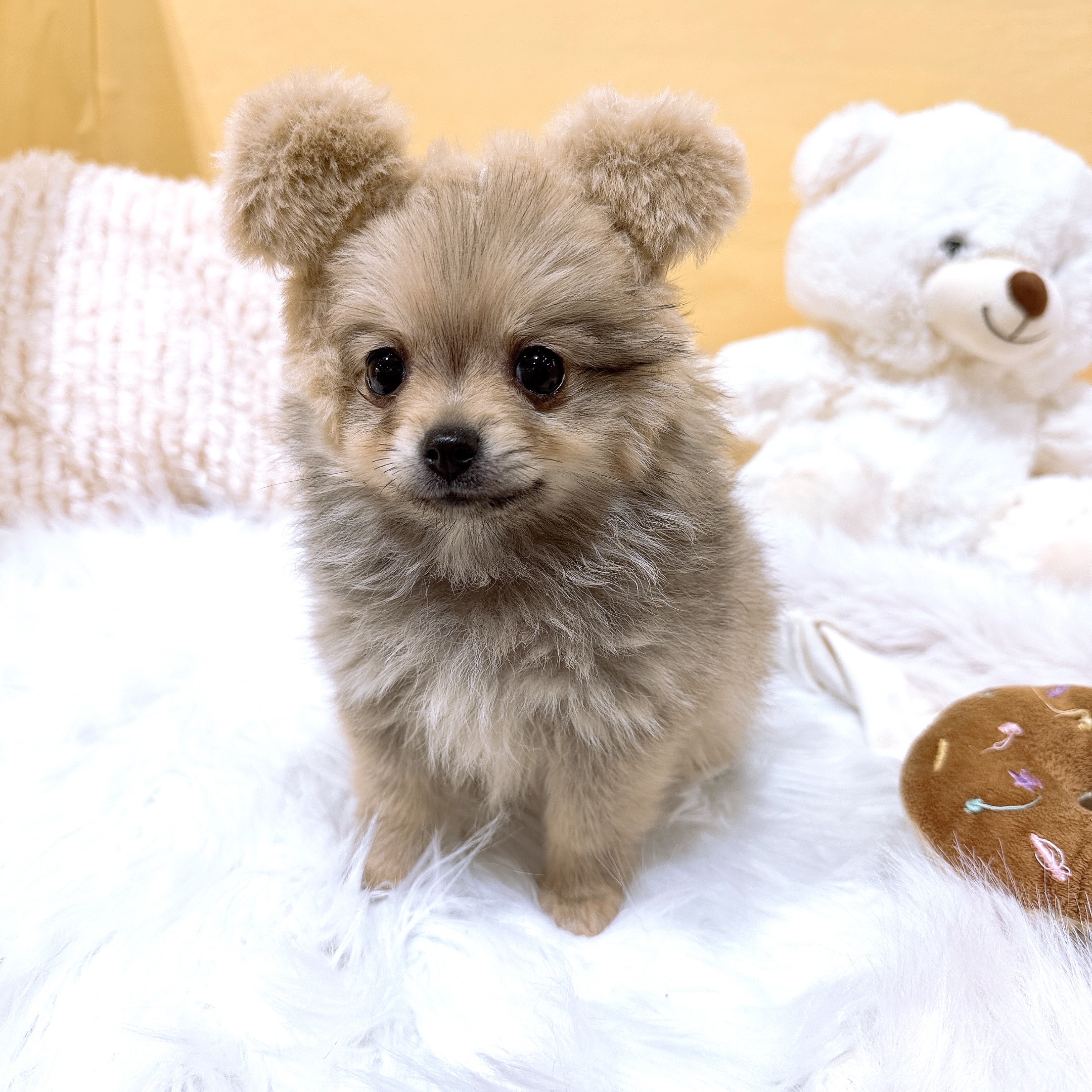 神奈川県のポメチワ/チワポメ/ポメチー(ポメラニアン×チワワ) (犬の家＆猫の里元住吉ブレーメン通り店/2025年12月5日生まれ/女の子/フォーン)の子犬の3枚目の画像